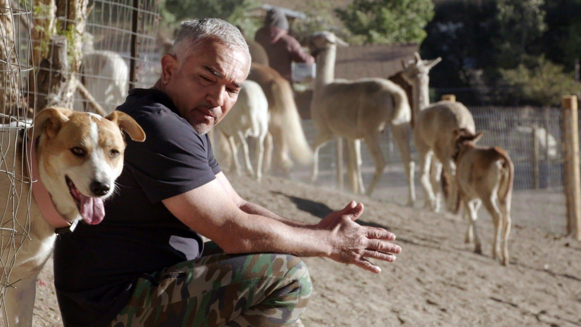 Cesar Millan: Better Human Better Dog background