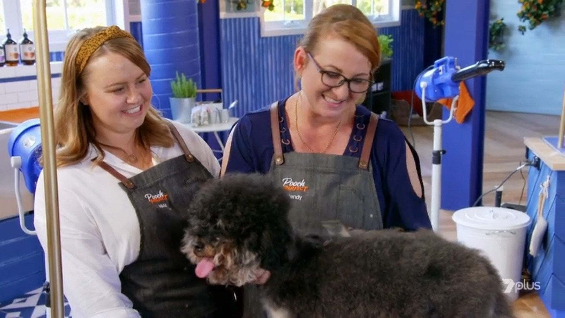 Pooch Perfect background