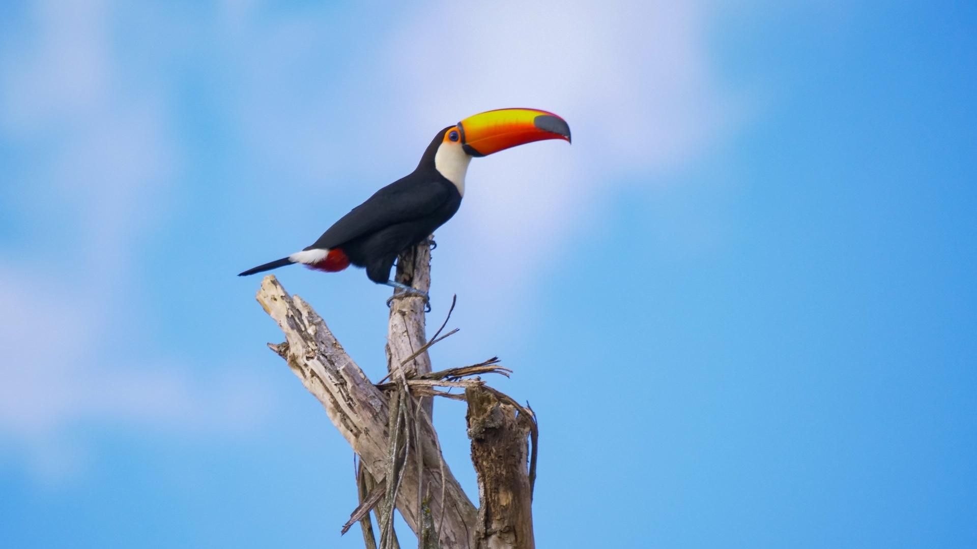 South America's Weirdest Animals background