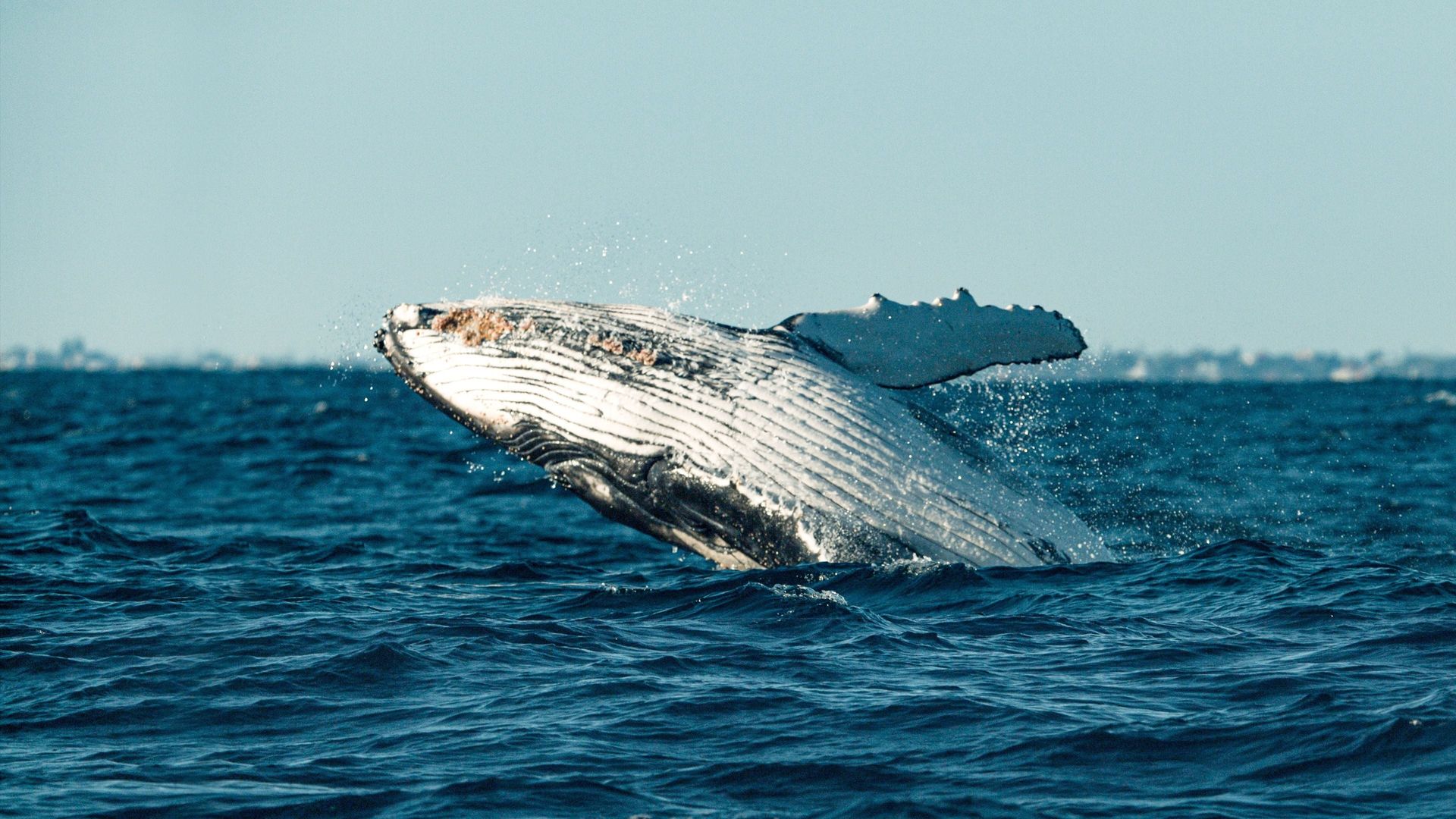 Secrets of the Whales background