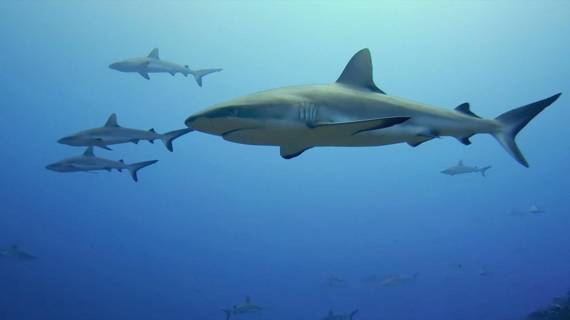 When Sharks Attack background