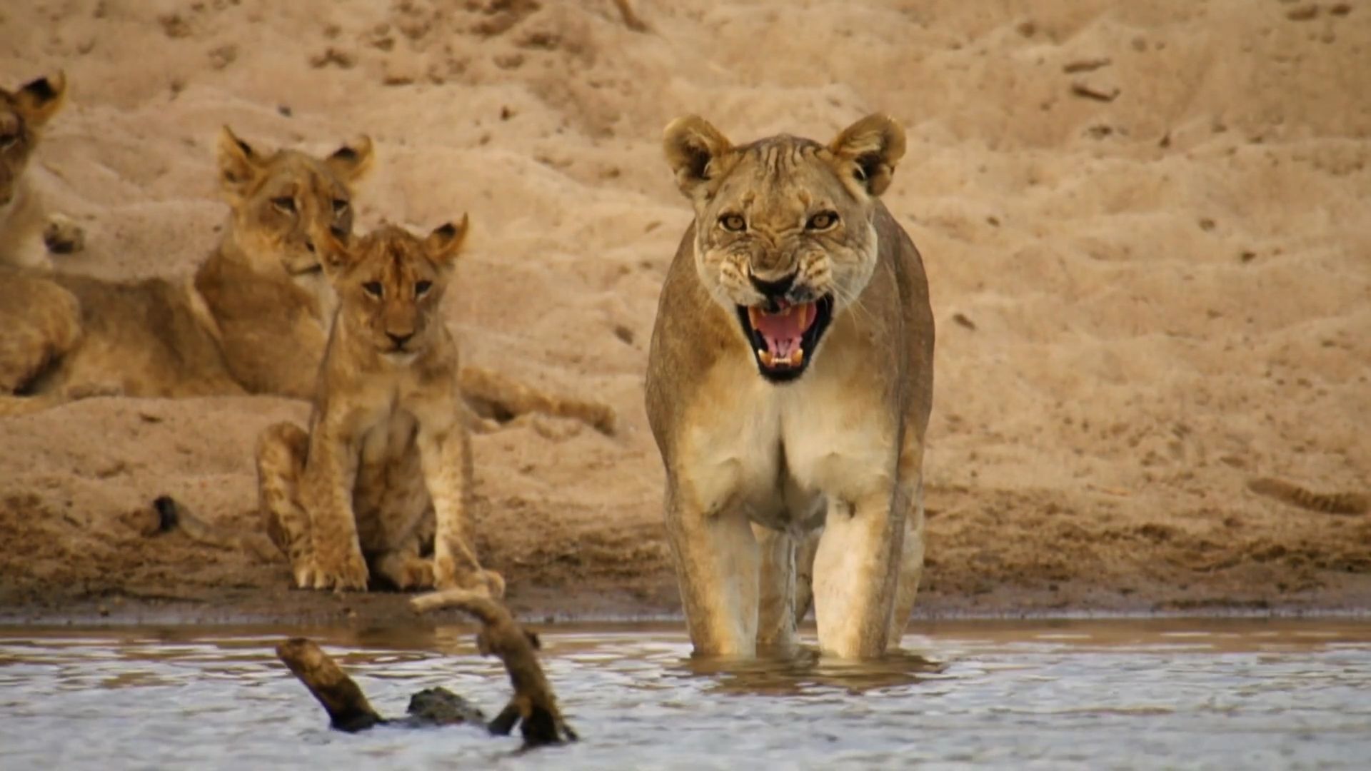 Lion Country: Night and Day background
