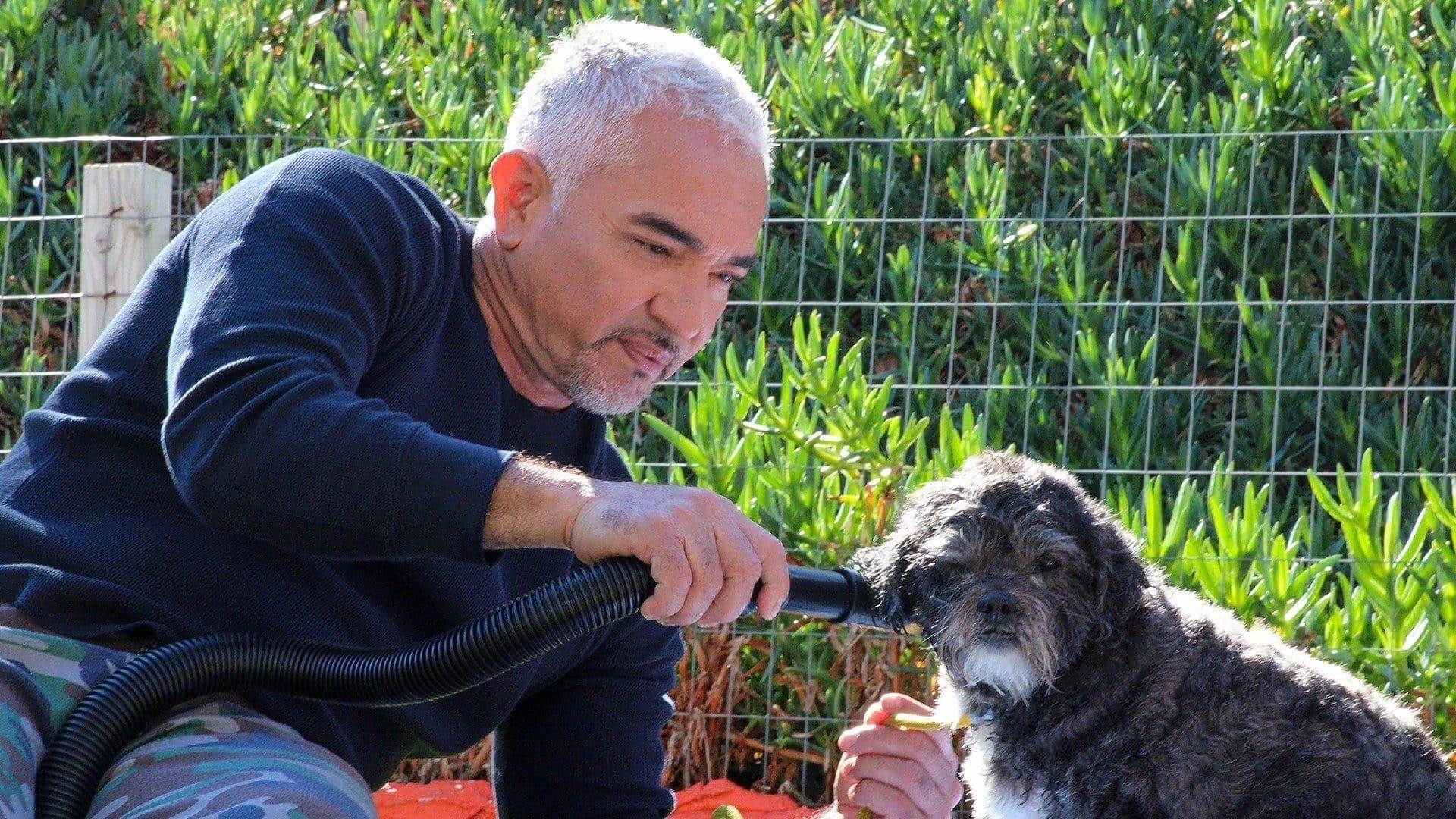 Cesar Millan: Better Human Better Dog background