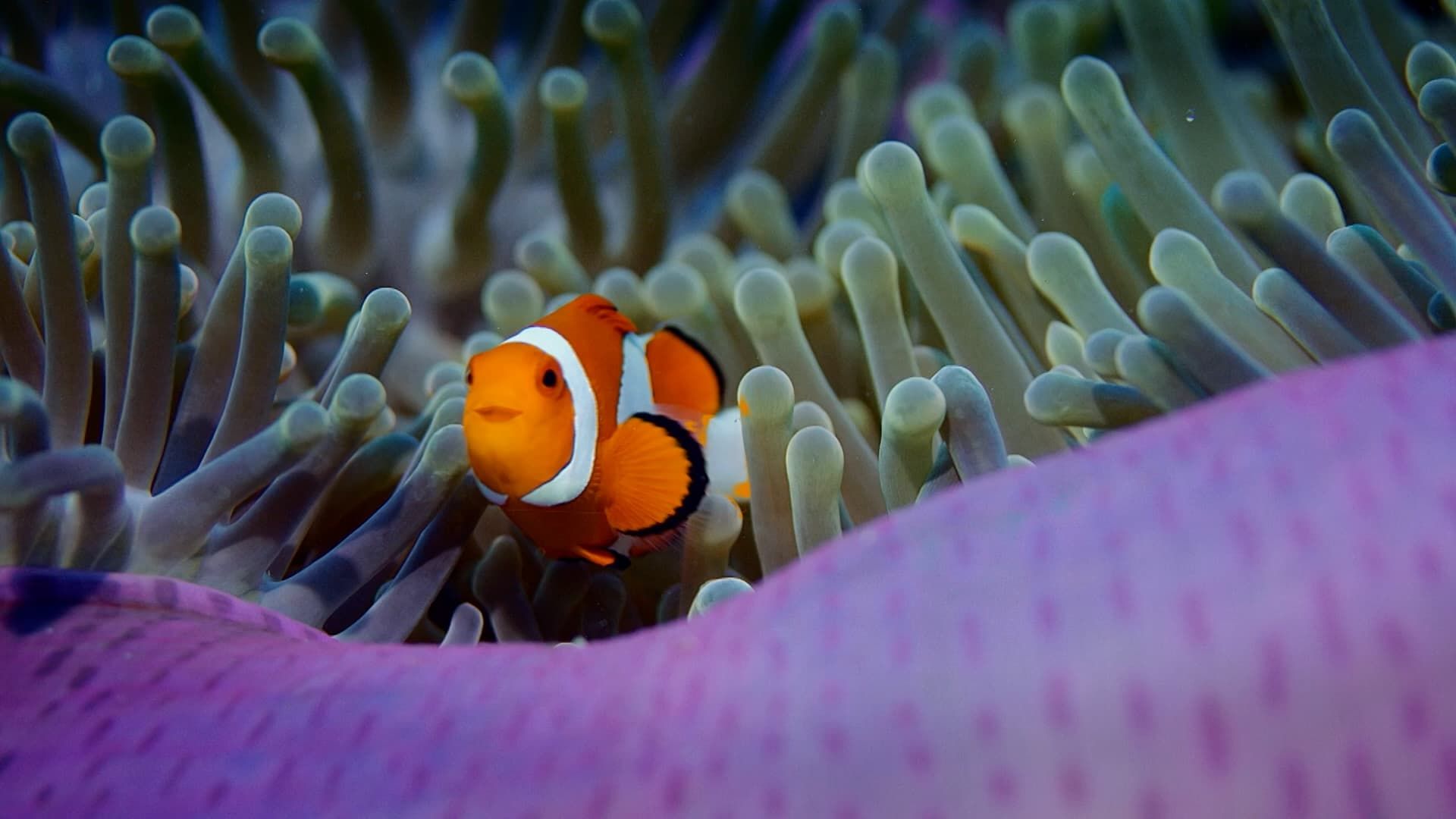Reef School background