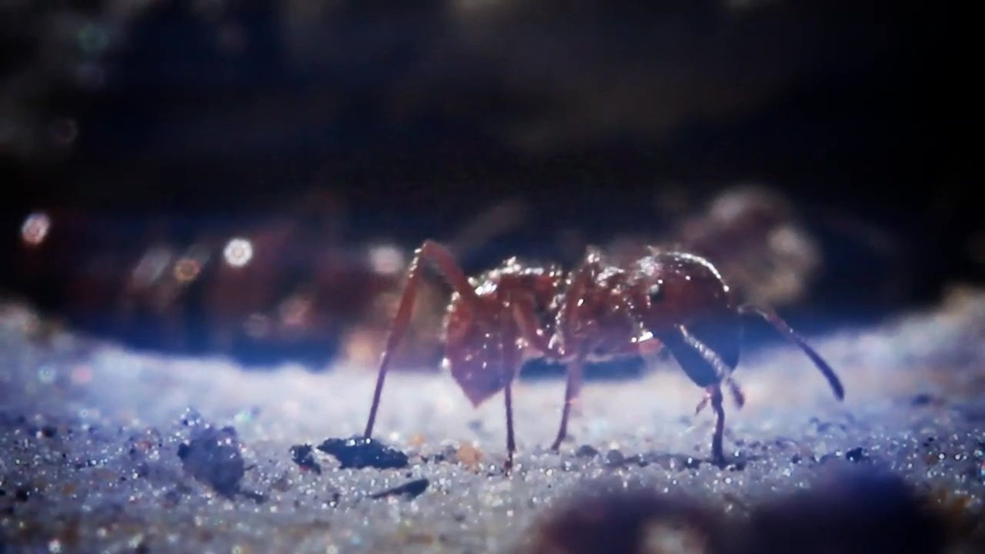 72 Dangerous Animals: Australia background