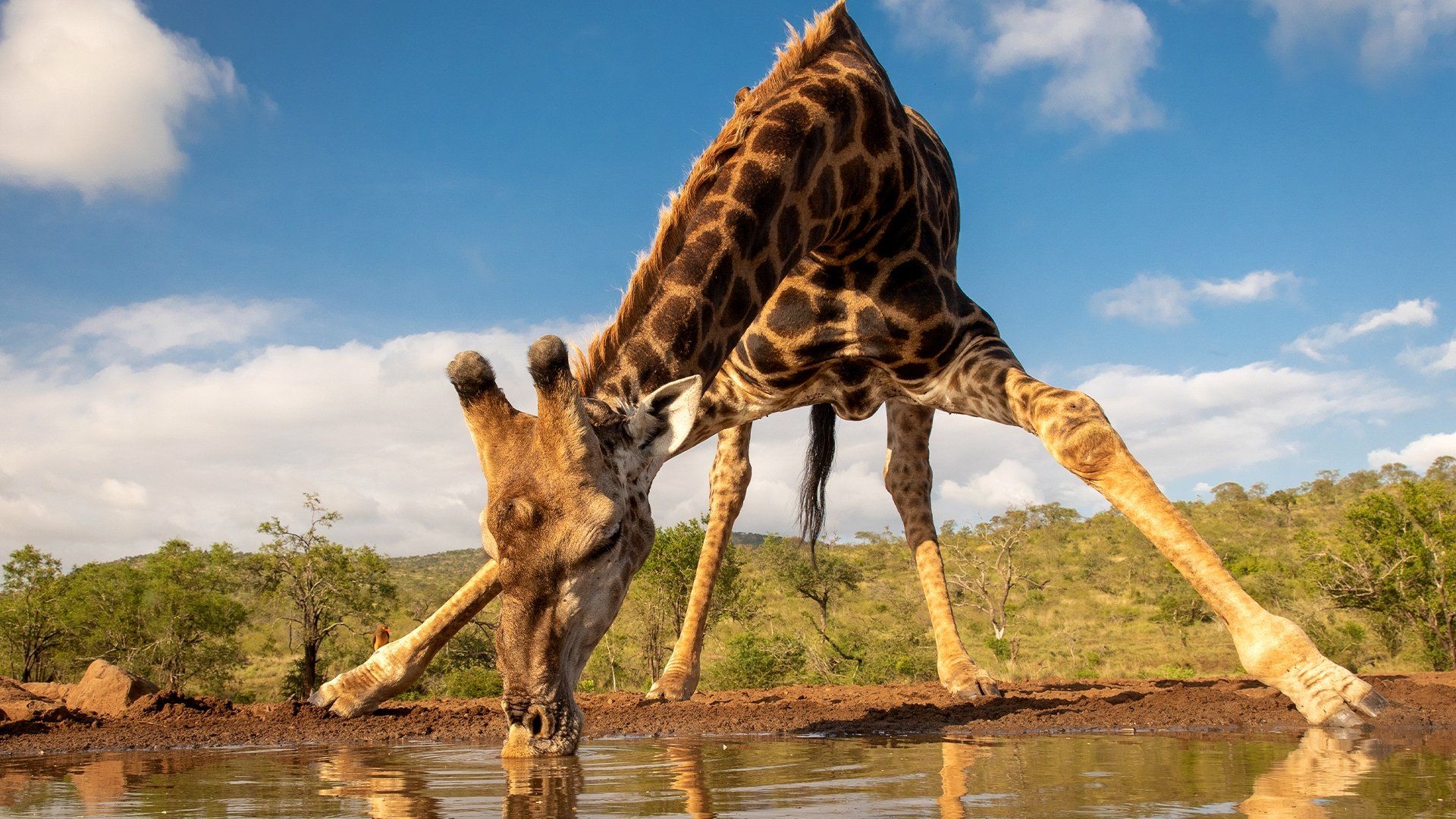 Waterhole: Africa's Animal Oasis background