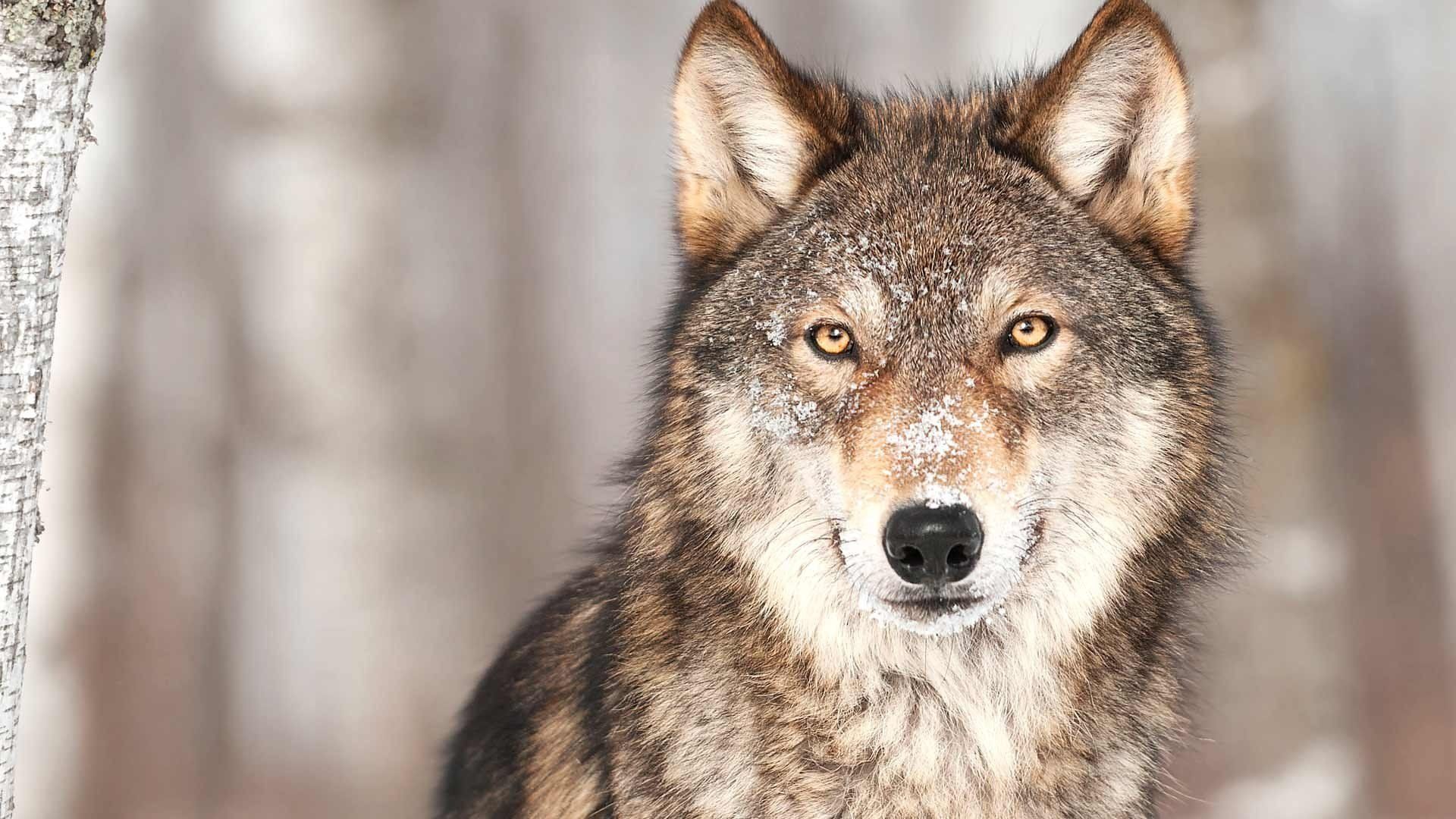 Yellowstone: Wildest Winter to Blazing Summer background