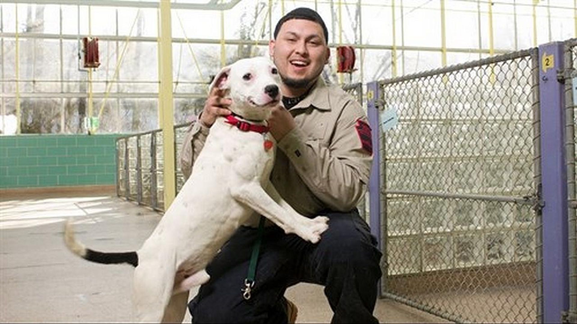 Animal Cops: Philadelphia background