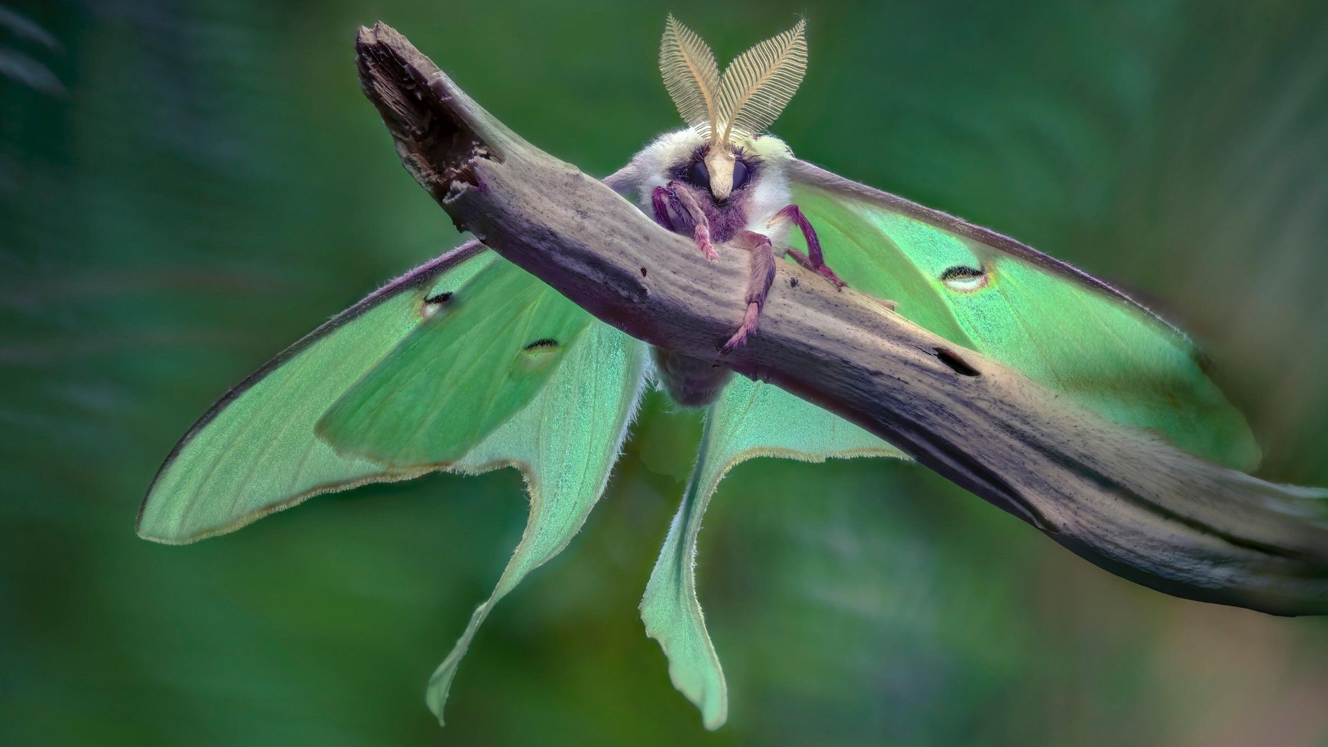 A Real Bug's Life background