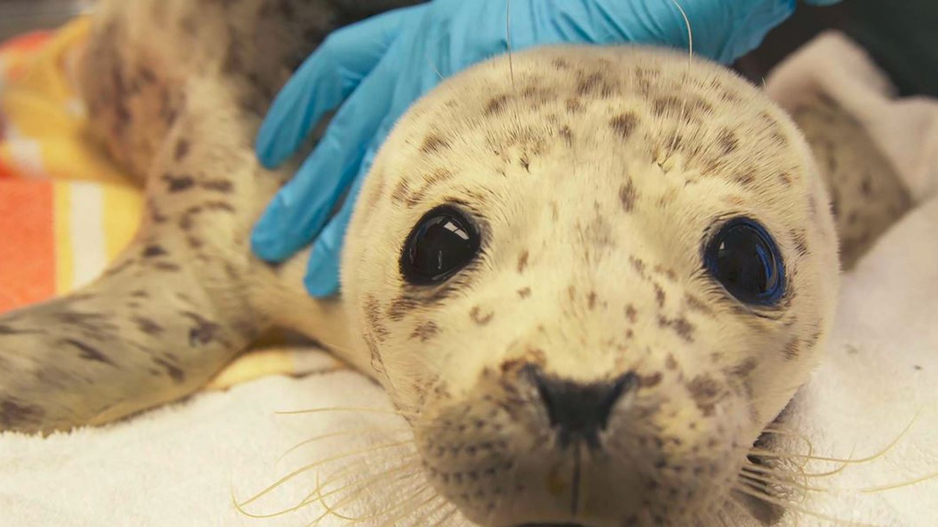 Alaska Animal Rescue background