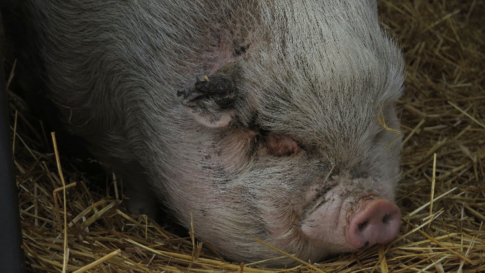 The Incredible Dr. Pol background