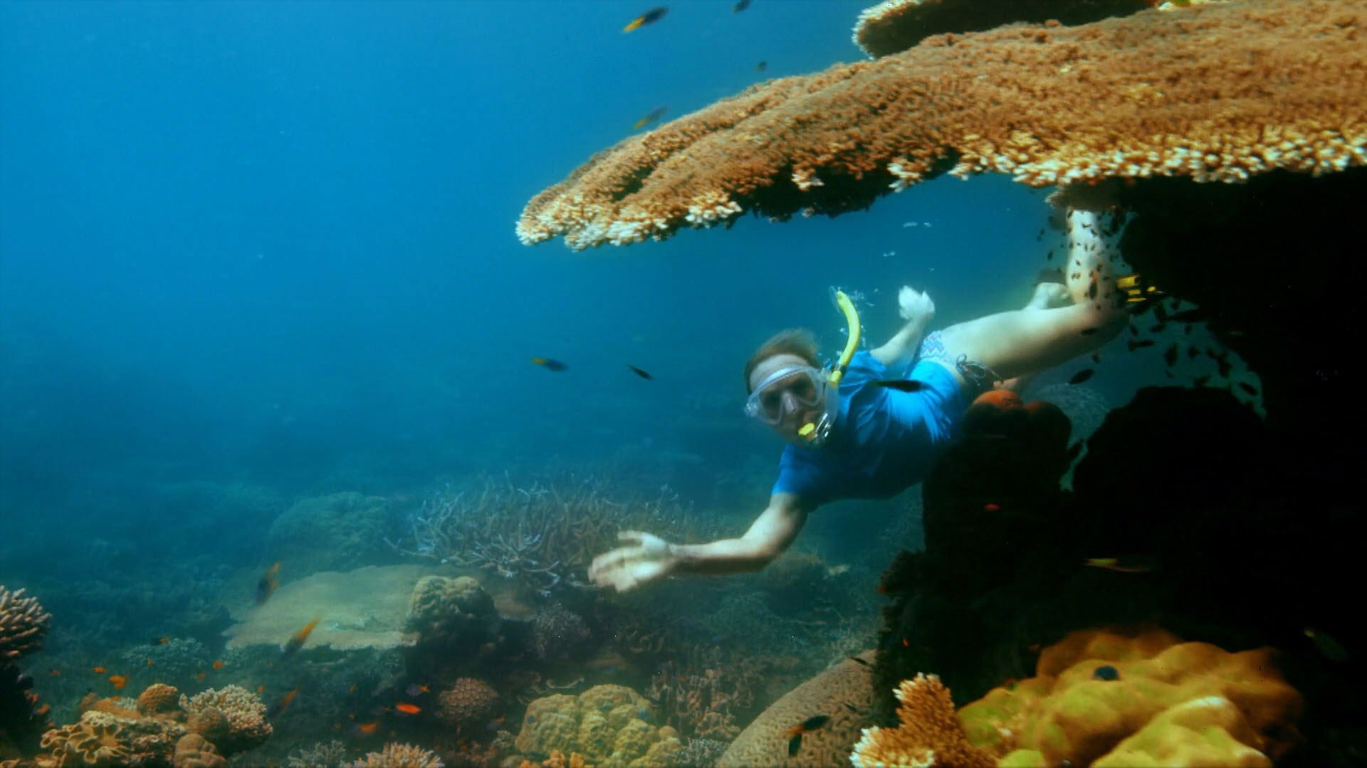 Reef Doctors background