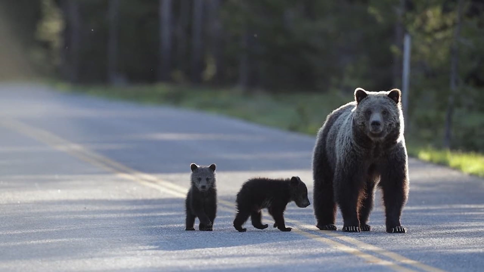 Europe's New Wild background