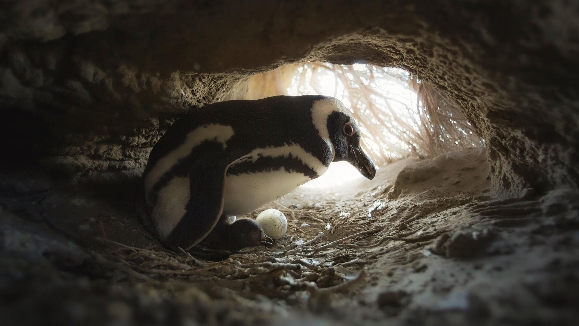 Secrets of the Penguins background
