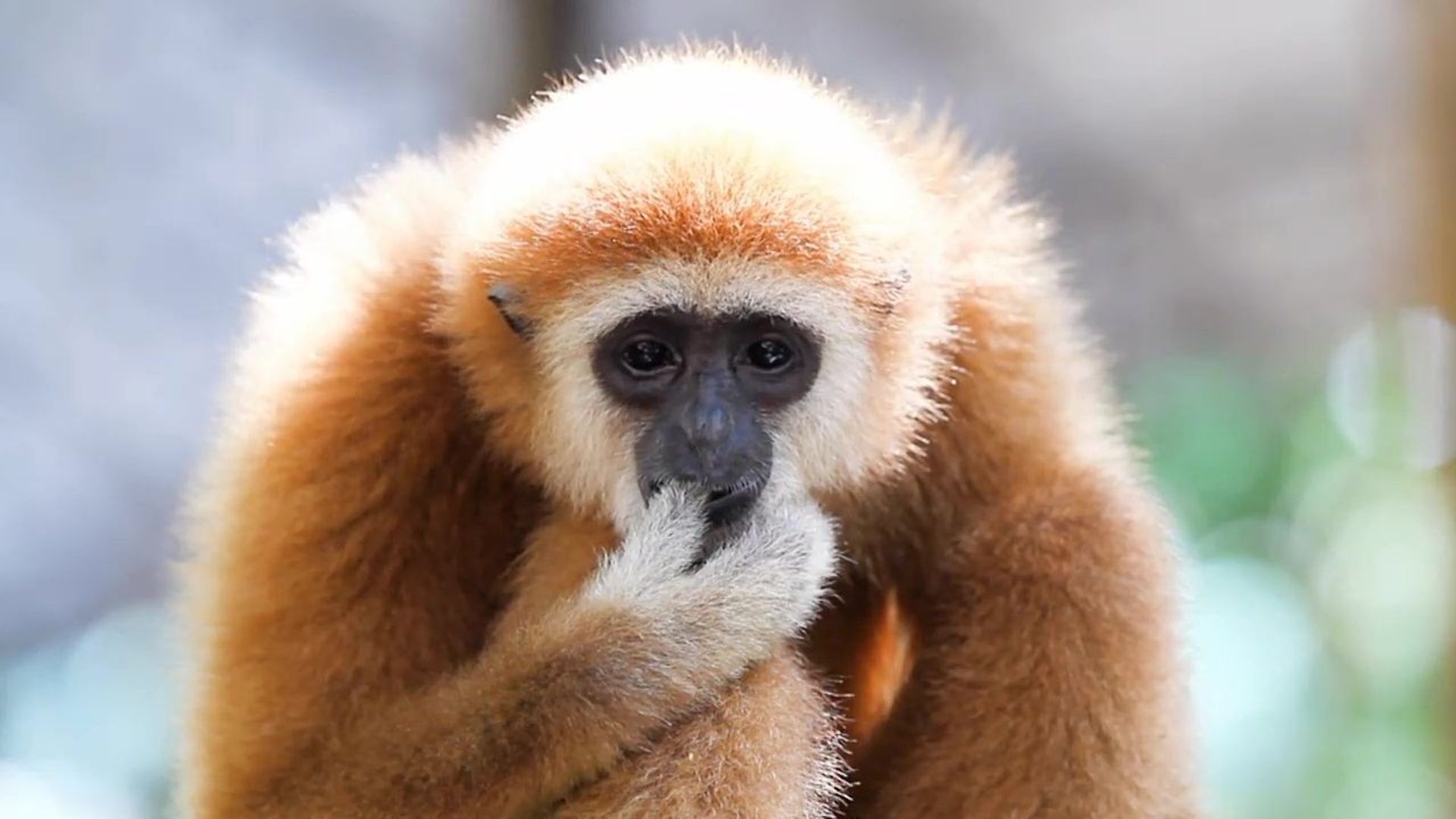 72 Dangerous Animals - Asia background