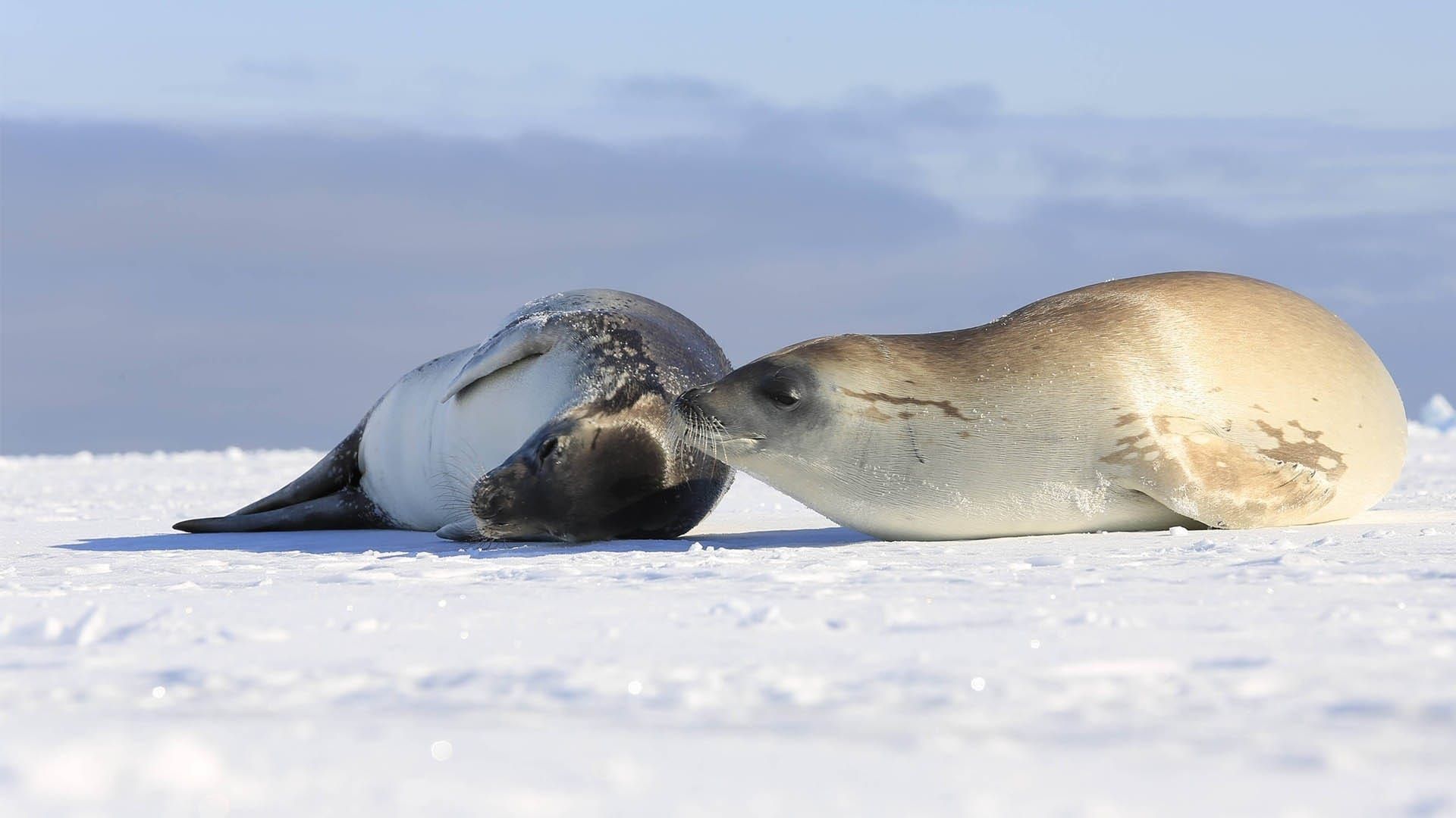 Continent 7: Antarctica background