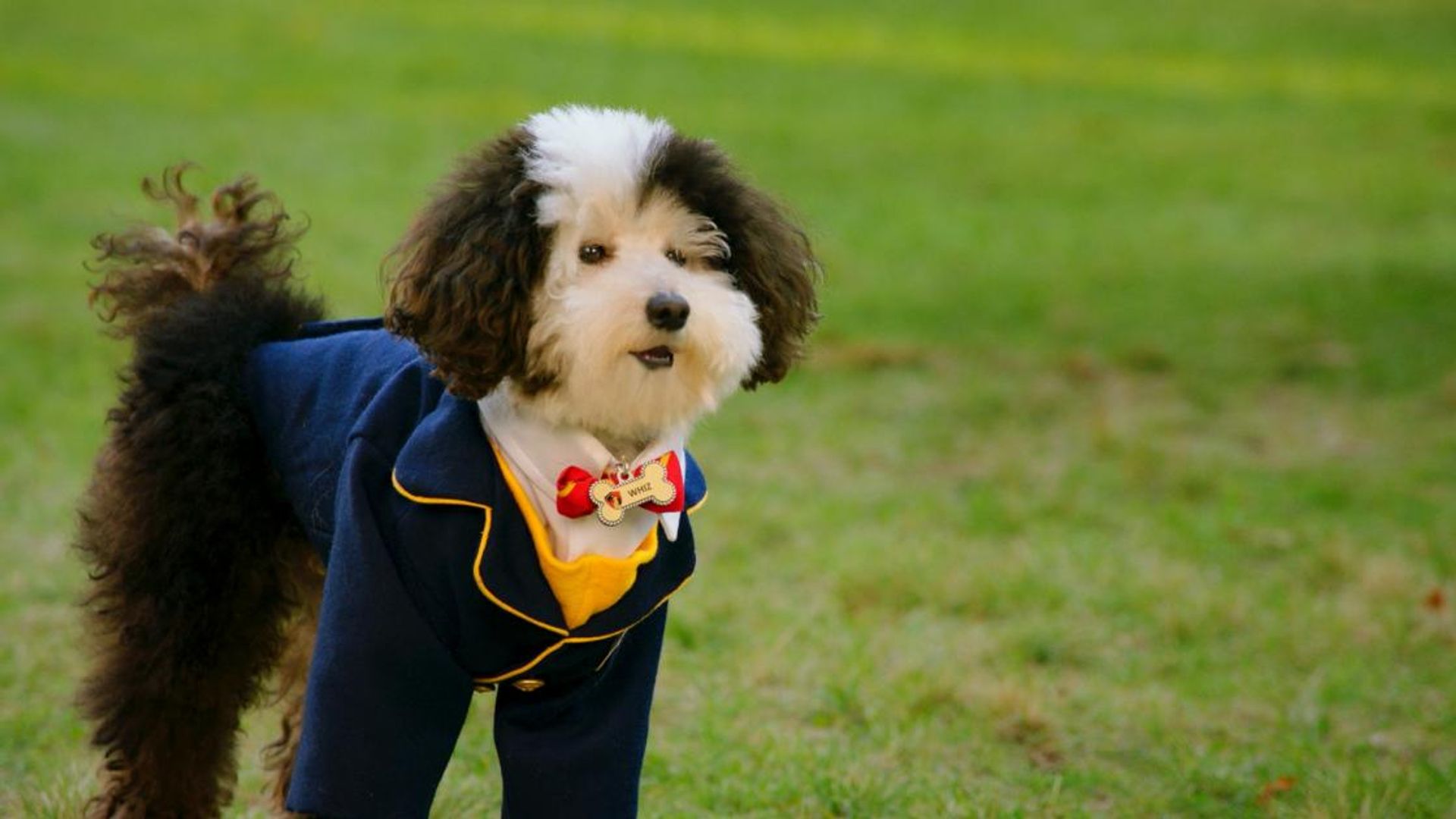 Pup Academy background