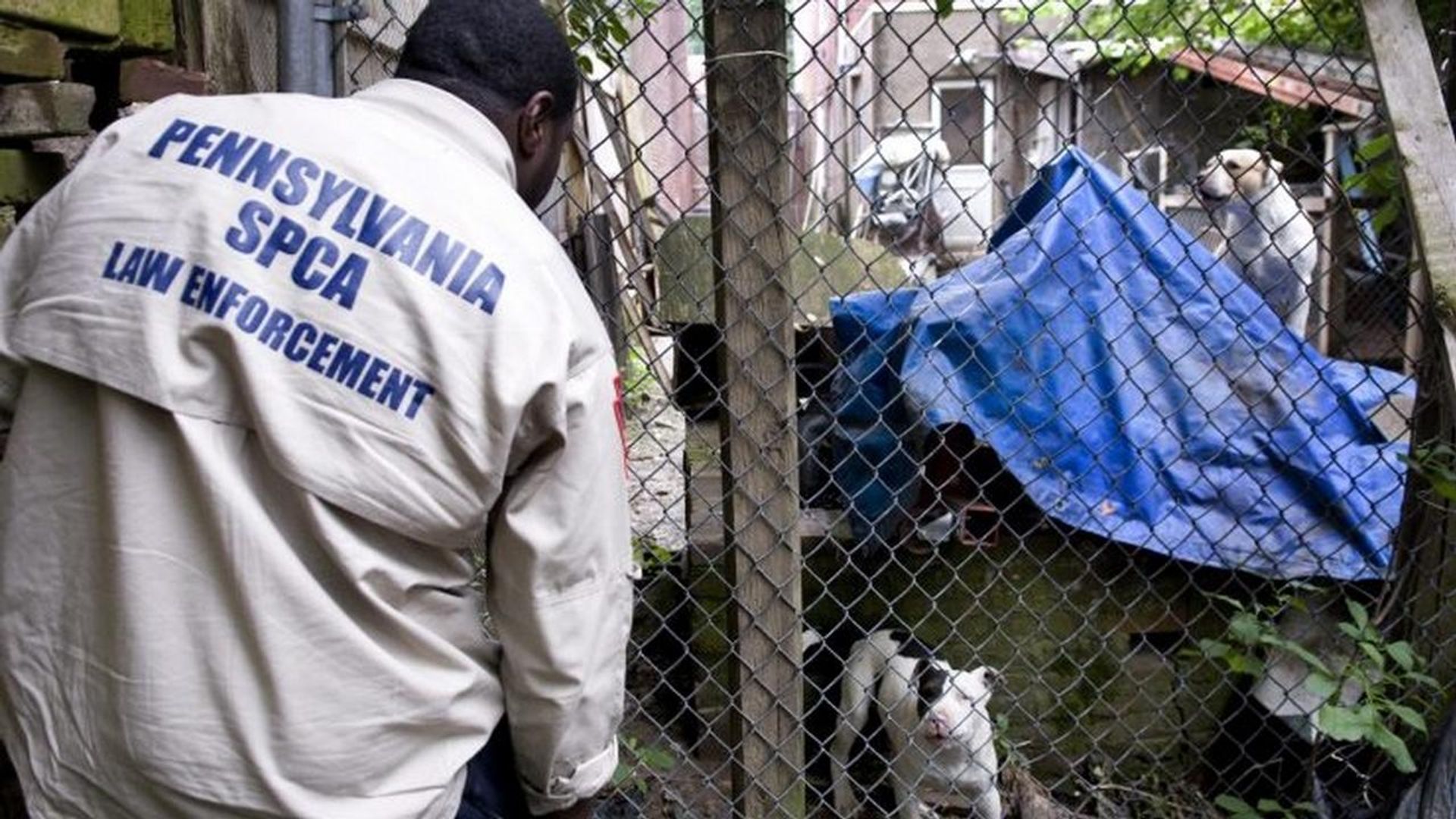Animal Cops: Philadelphia background