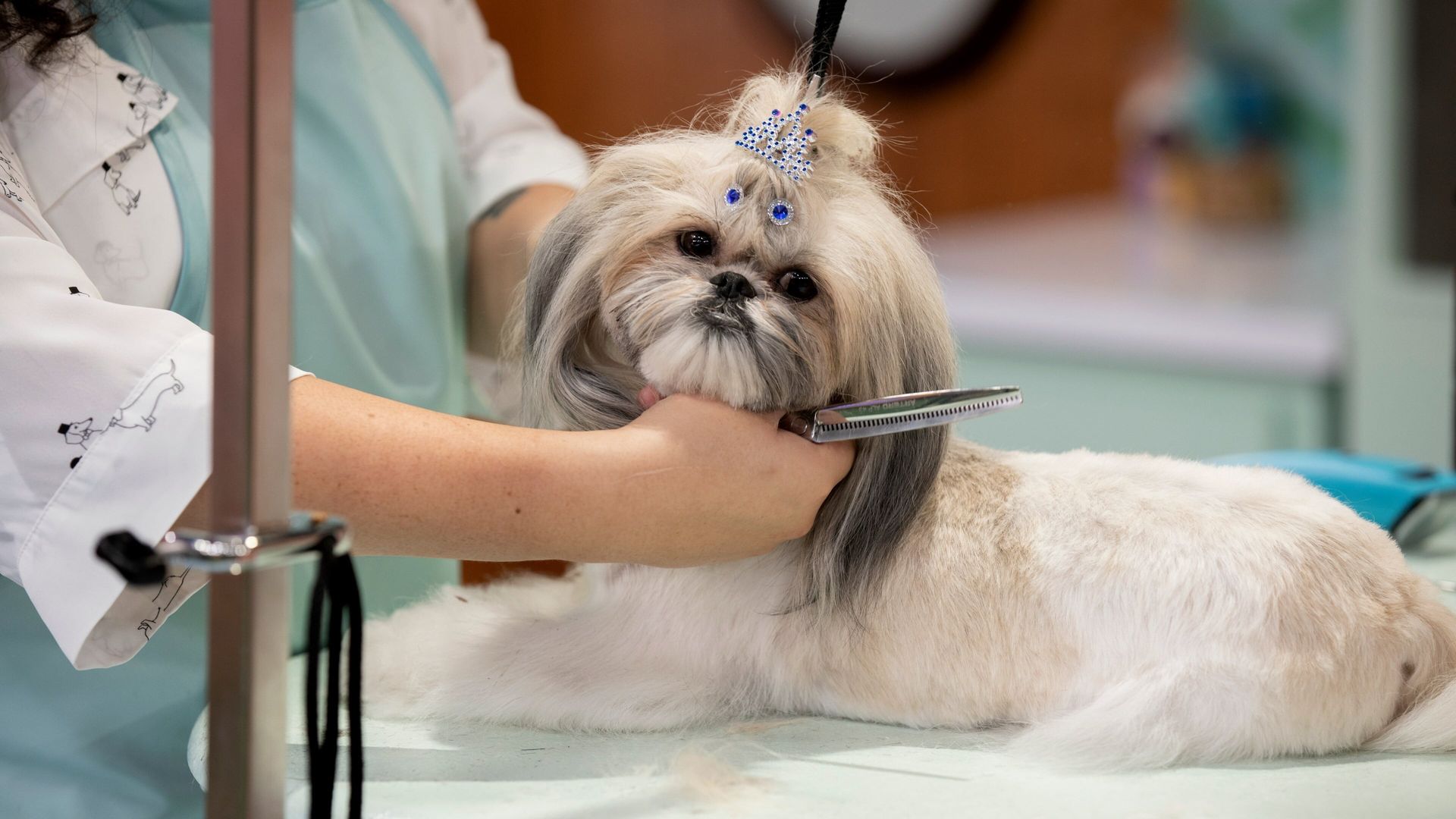 Haute Dog background