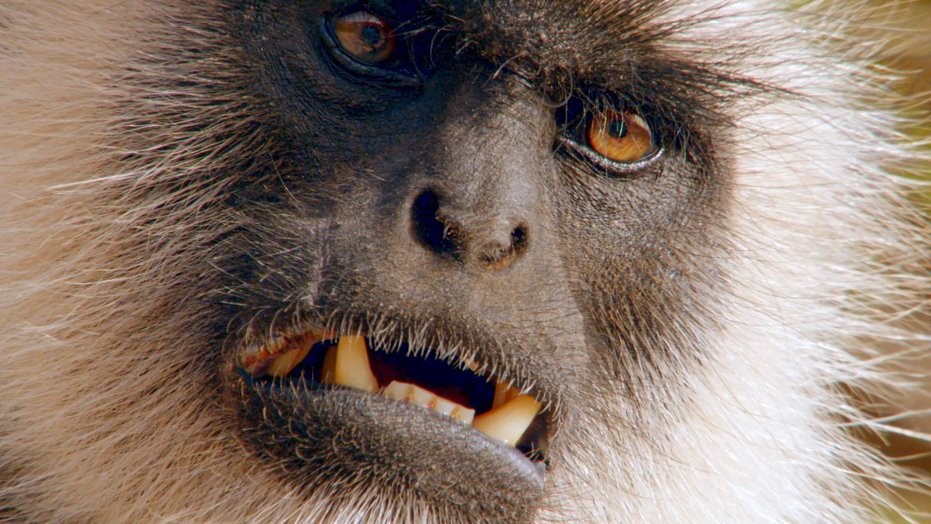 Primates background