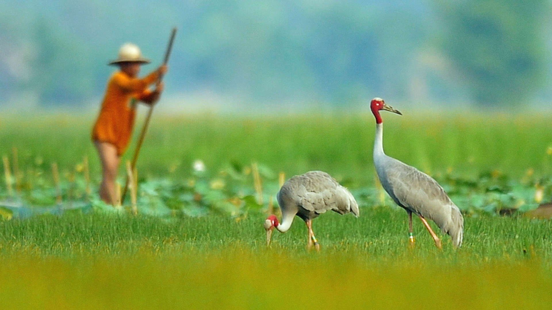 Mysteries of the Mekong background