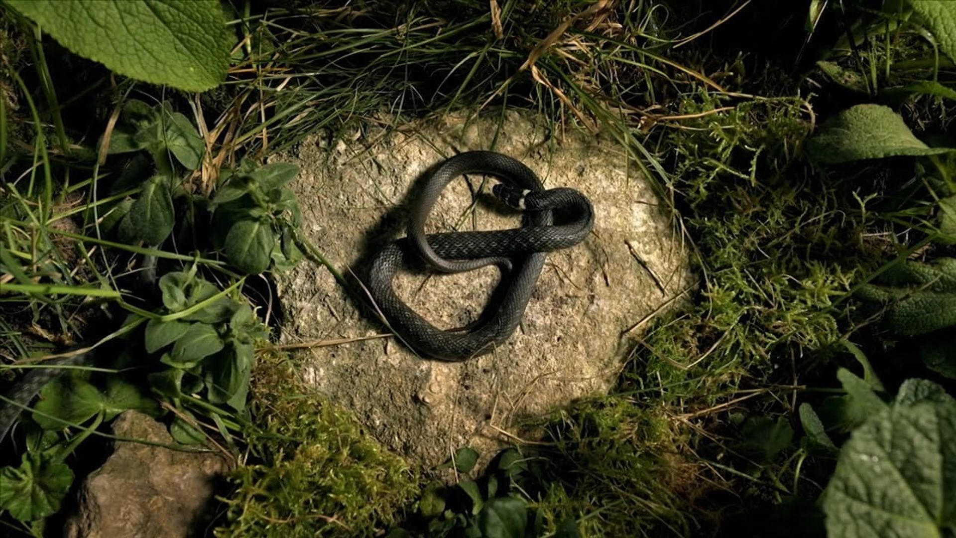 Europe's New Wild background