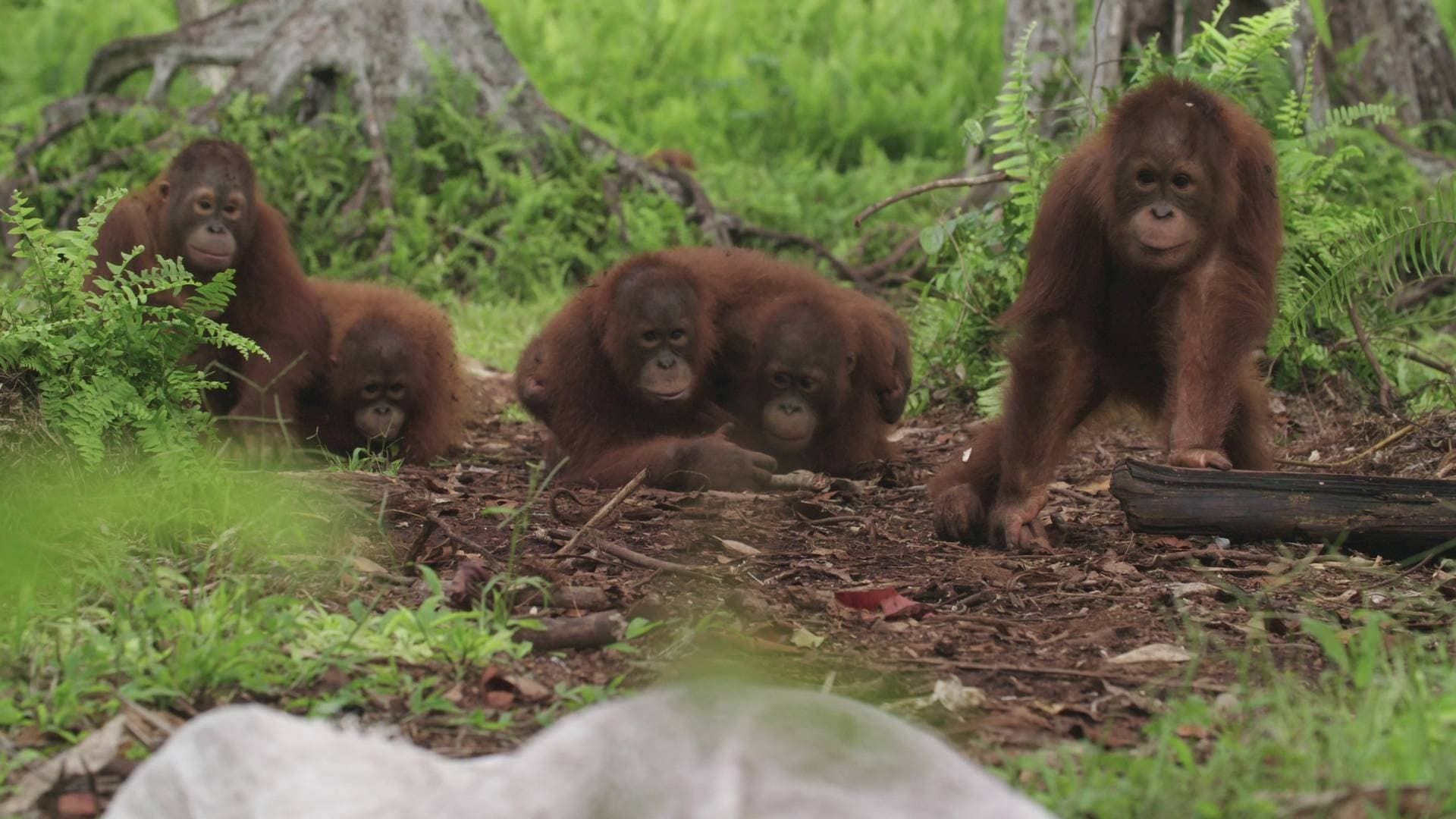 Orangutan Jungle School background