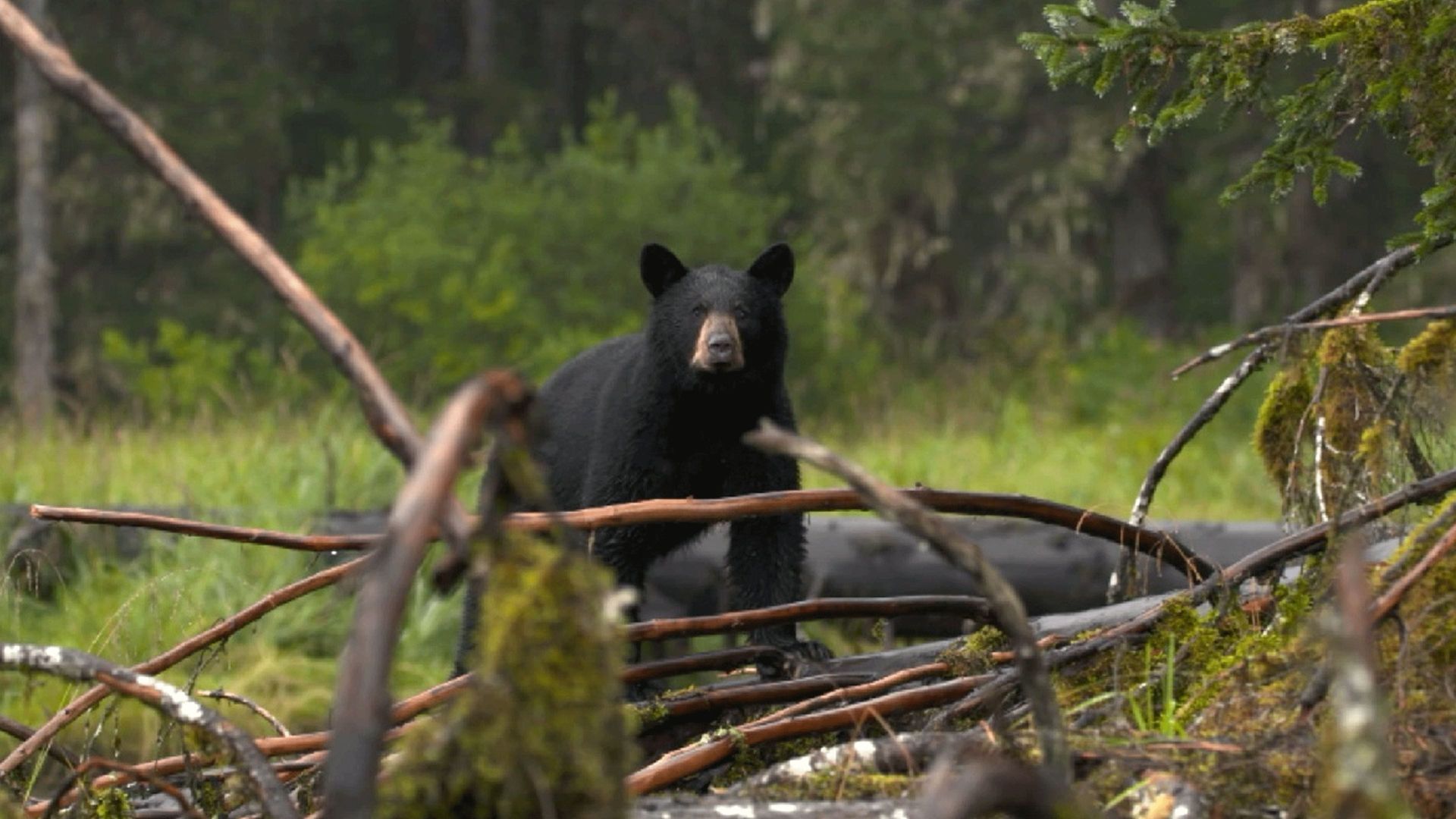 Alaska's Grizzly Gauntlet background
