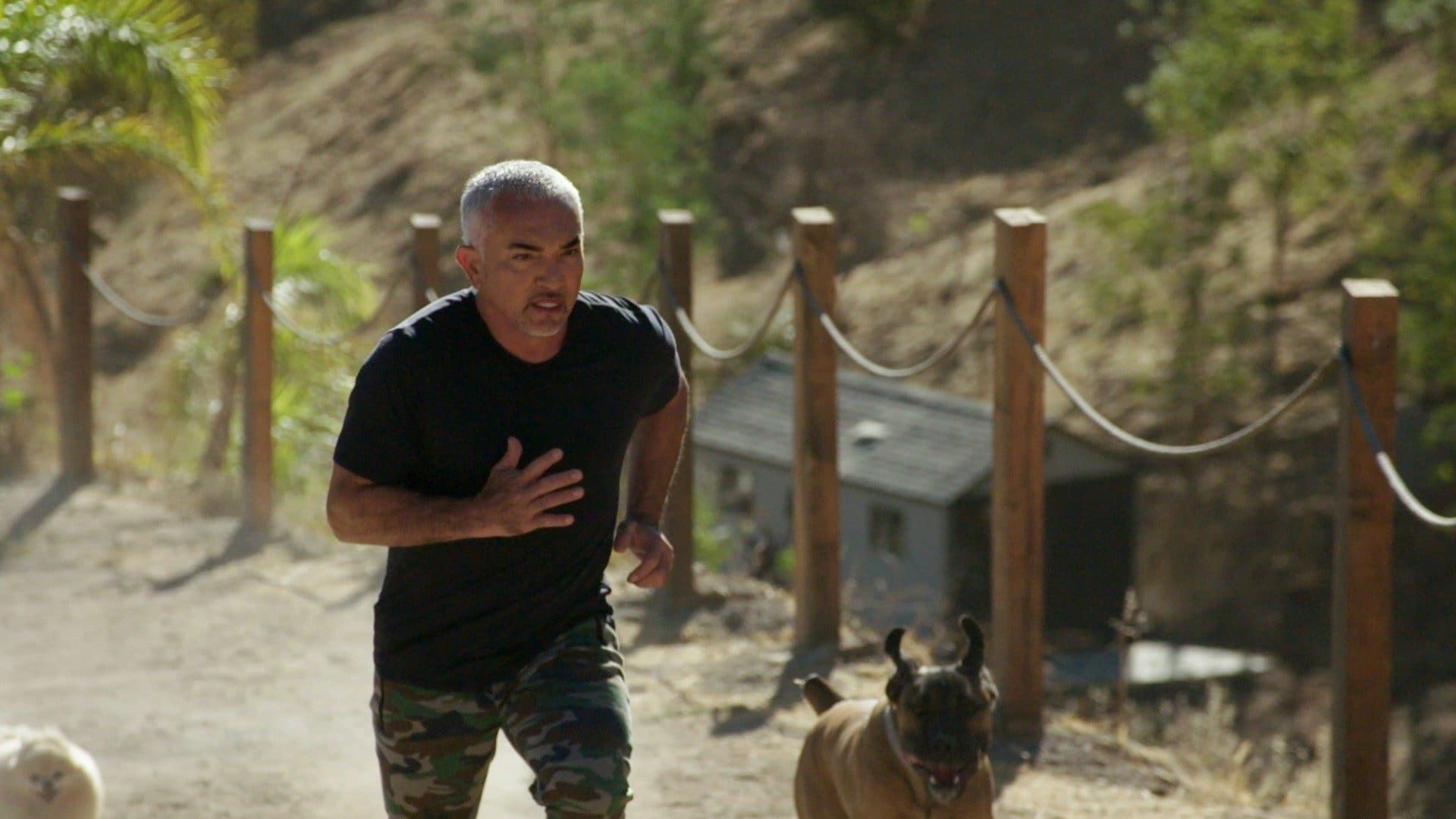 Cesar Millan: Better Human Better Dog background
