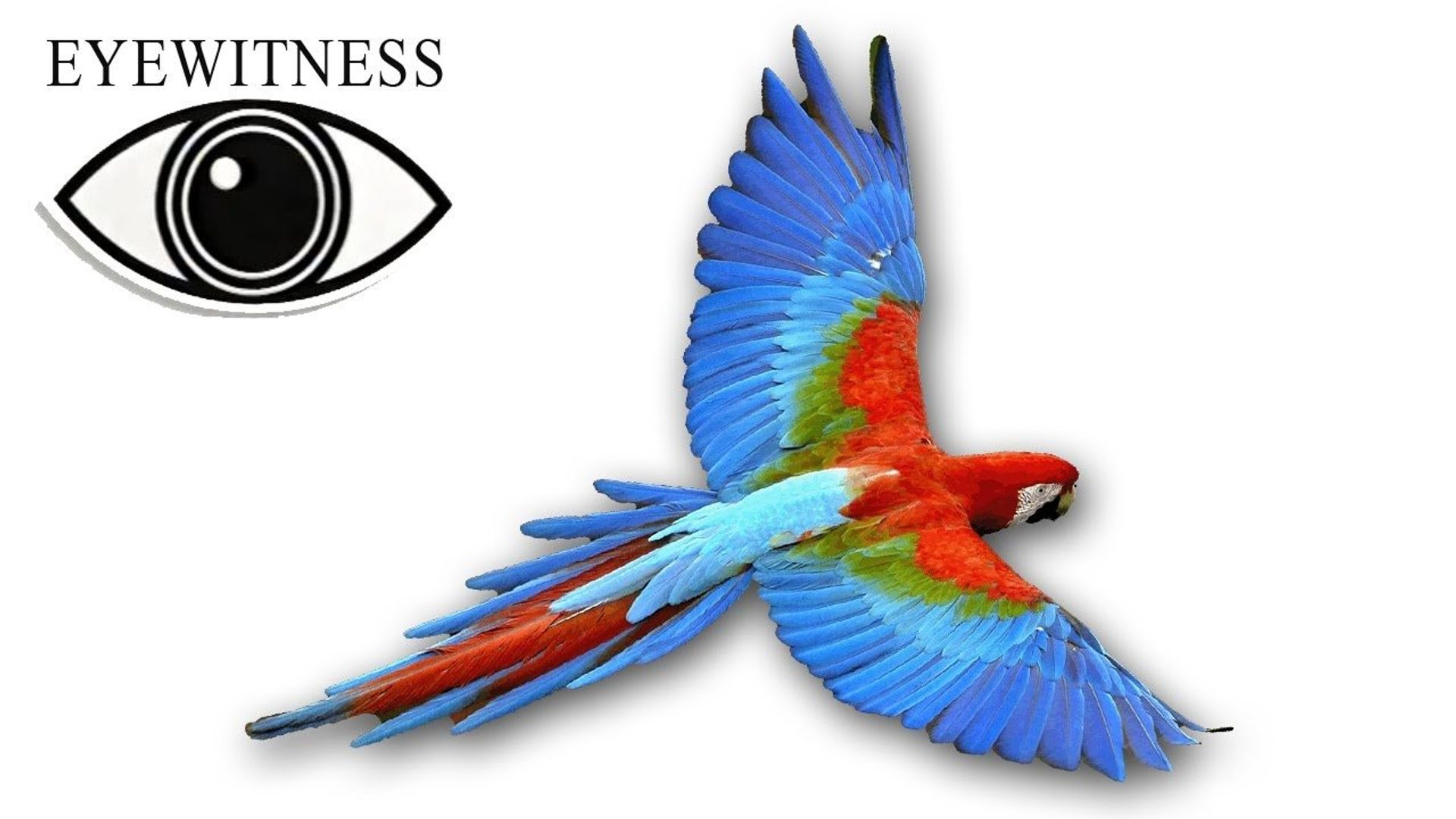 Eyewitness background