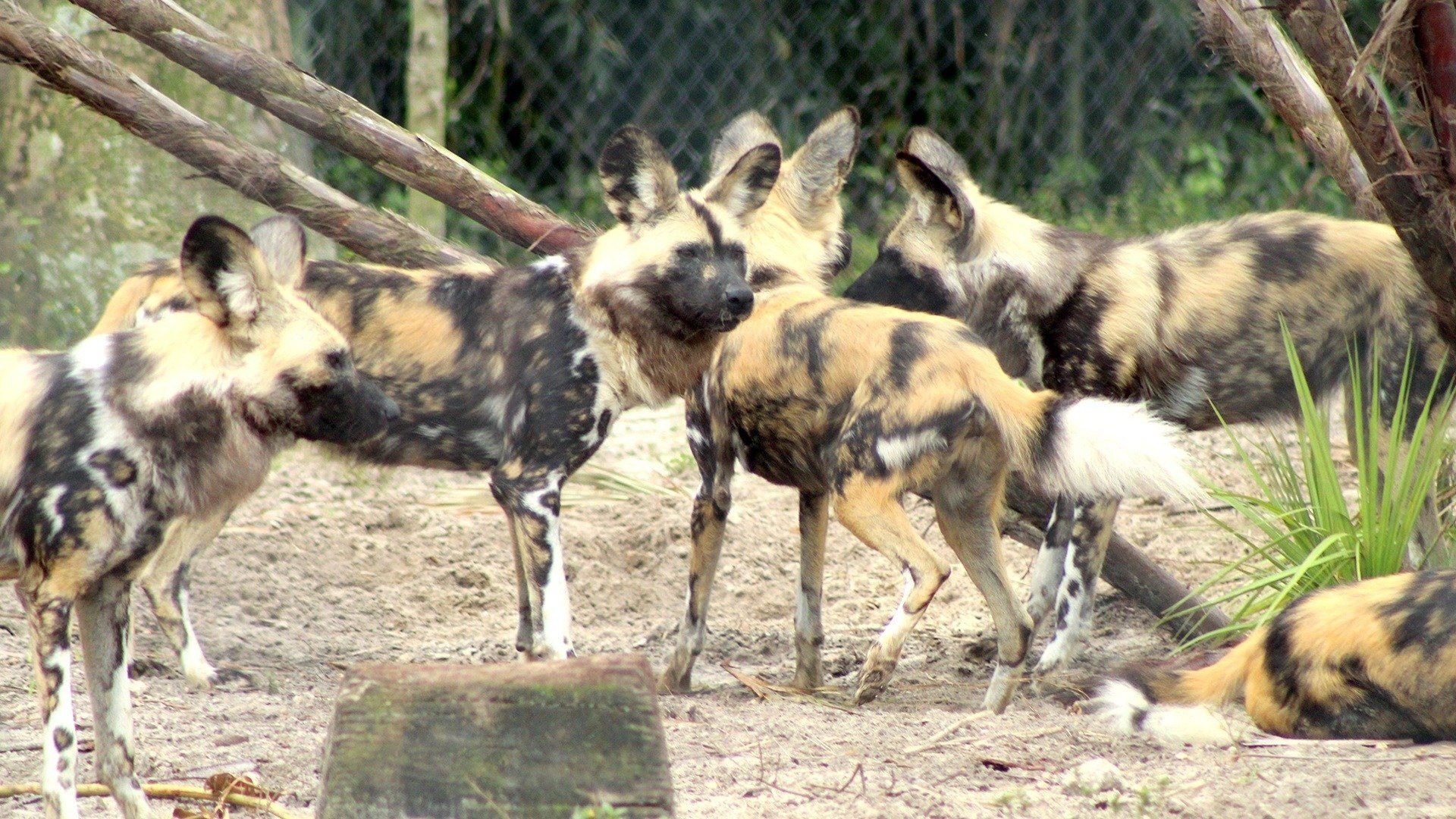 Secrets of the Zoo: Tampa background