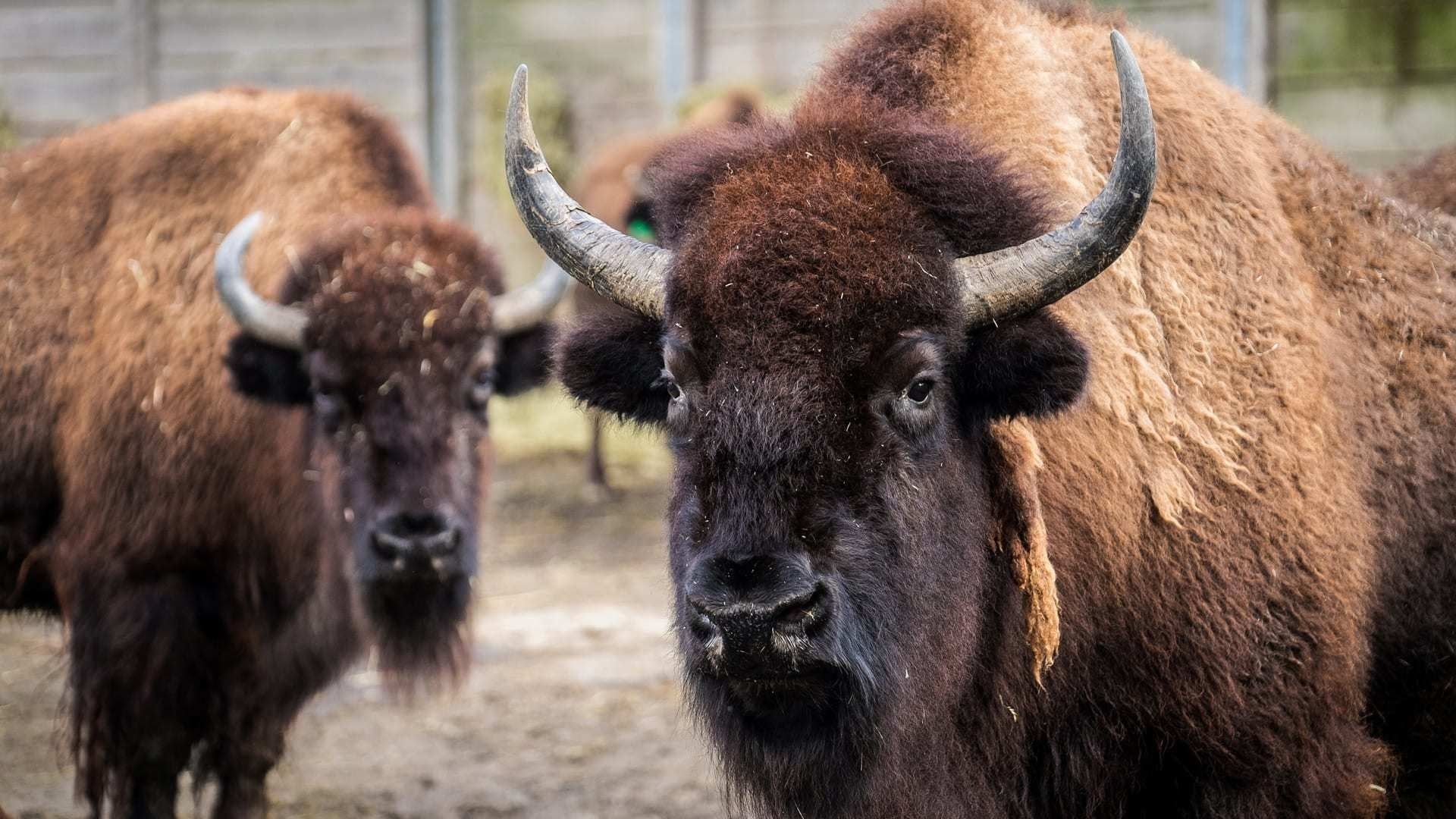 The Zoo background