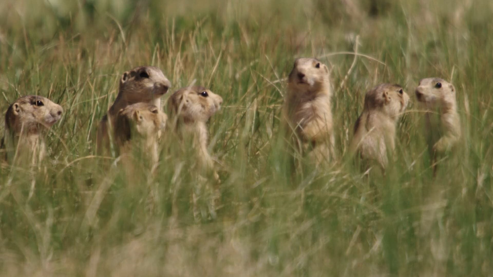 Prairie Dog Manor background