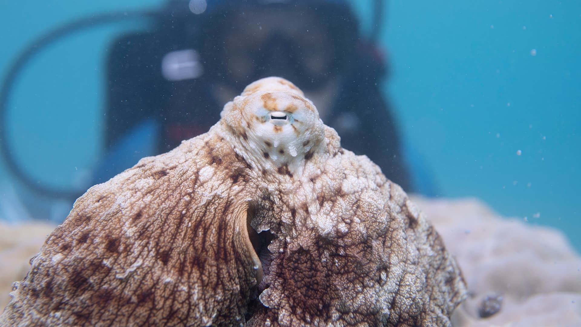 Secrets of the Octopus background