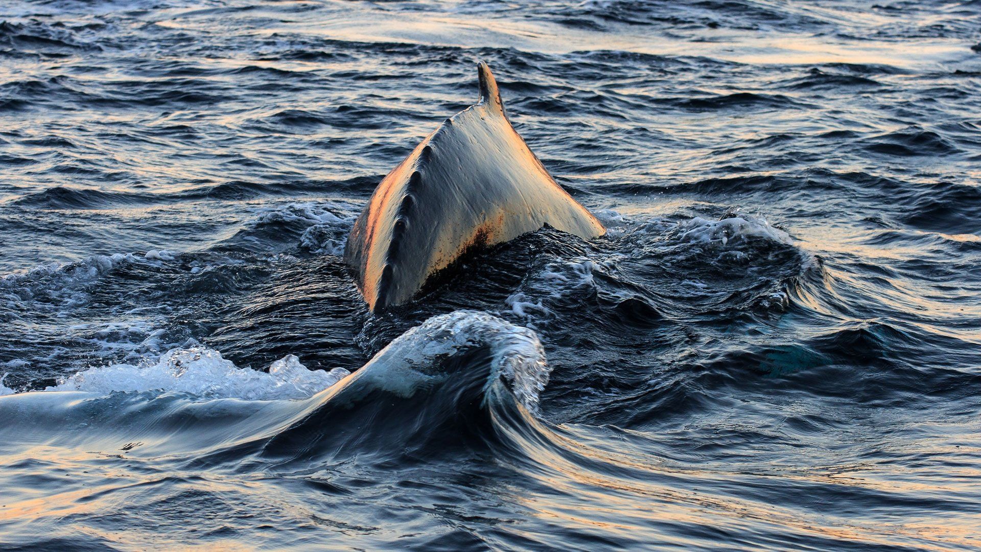 Atlantic: The Wildest Ocean on Earth background