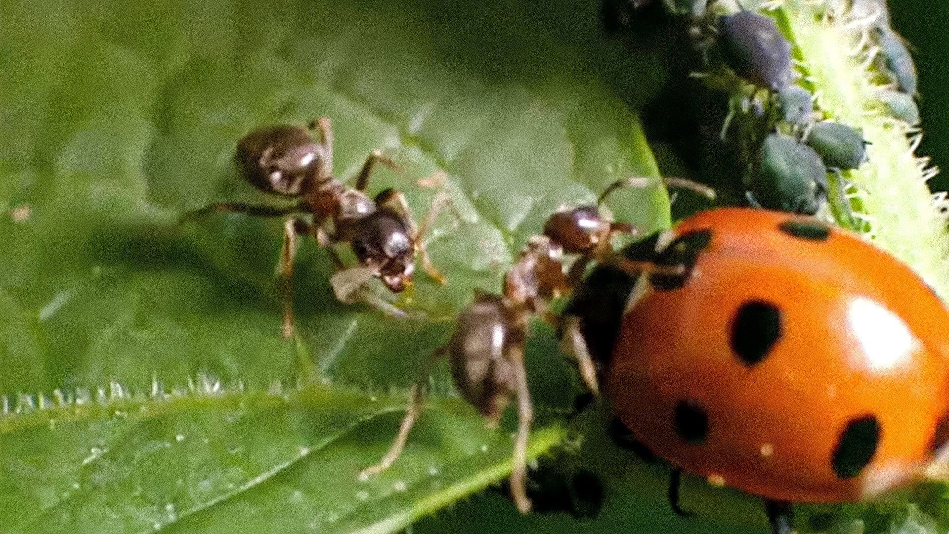 Life in the Undergrowth background