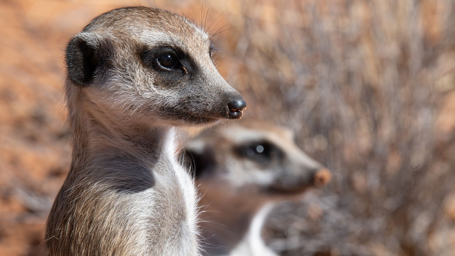 Meet the Meerkats background