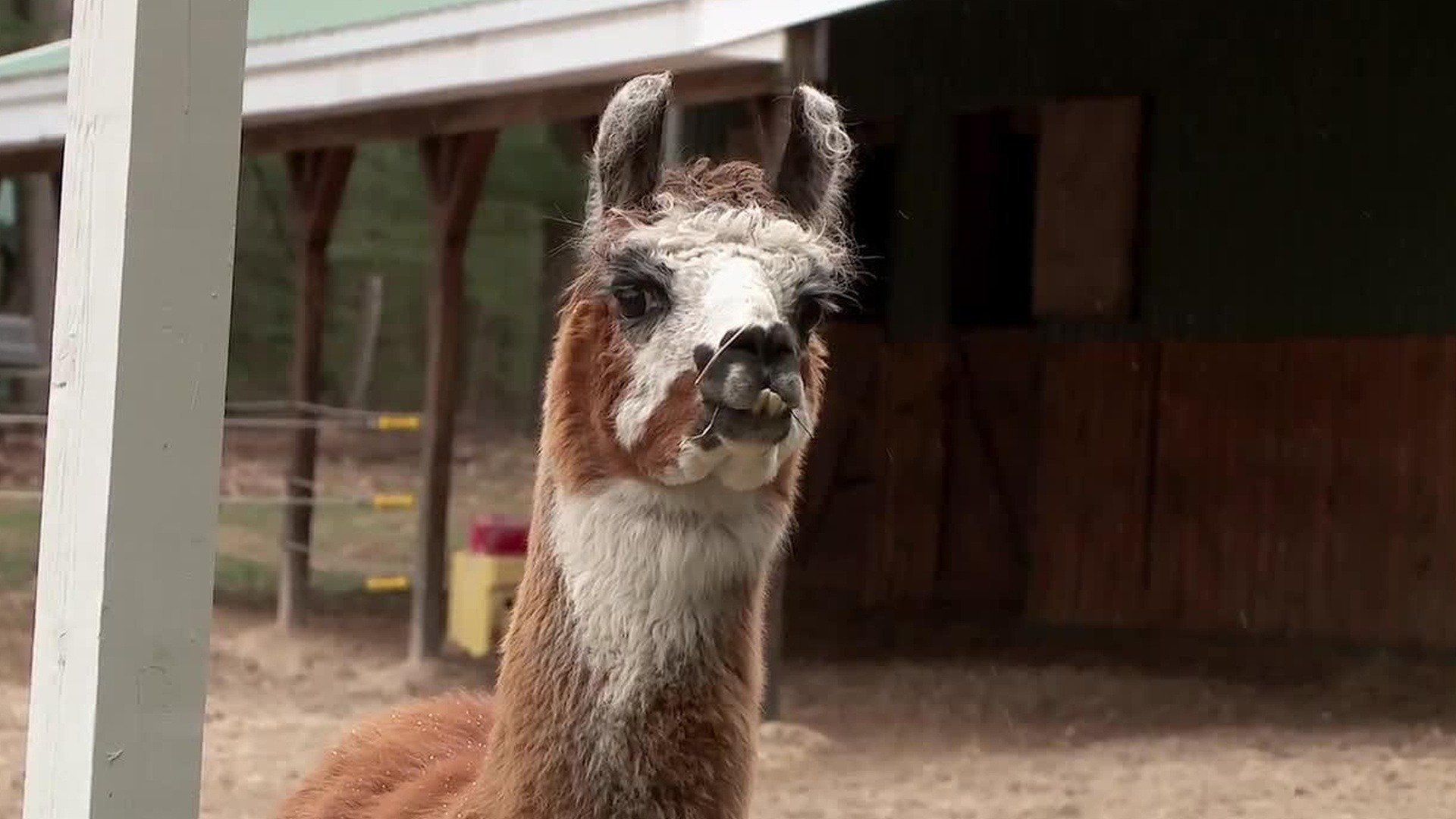 The Incredible Dr. Pol background