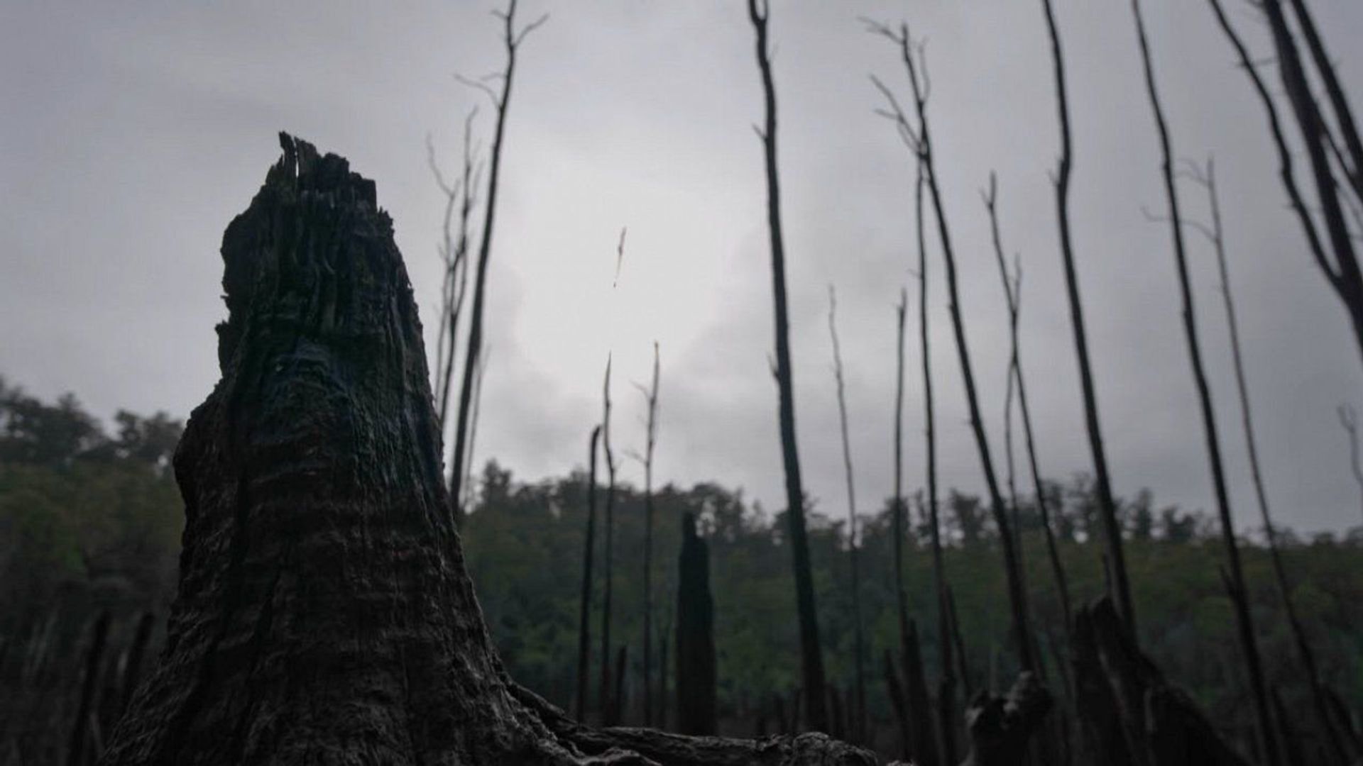 Alone Australia background