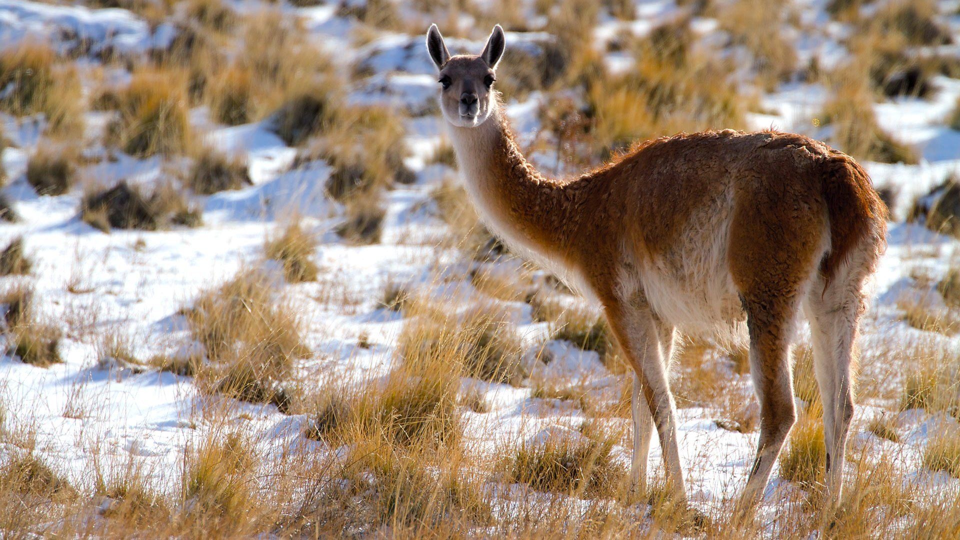 Patagonia: Earth's Secret Paradise background