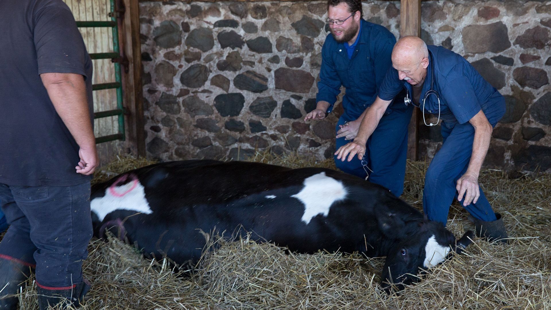 The Incredible Dr. Pol background