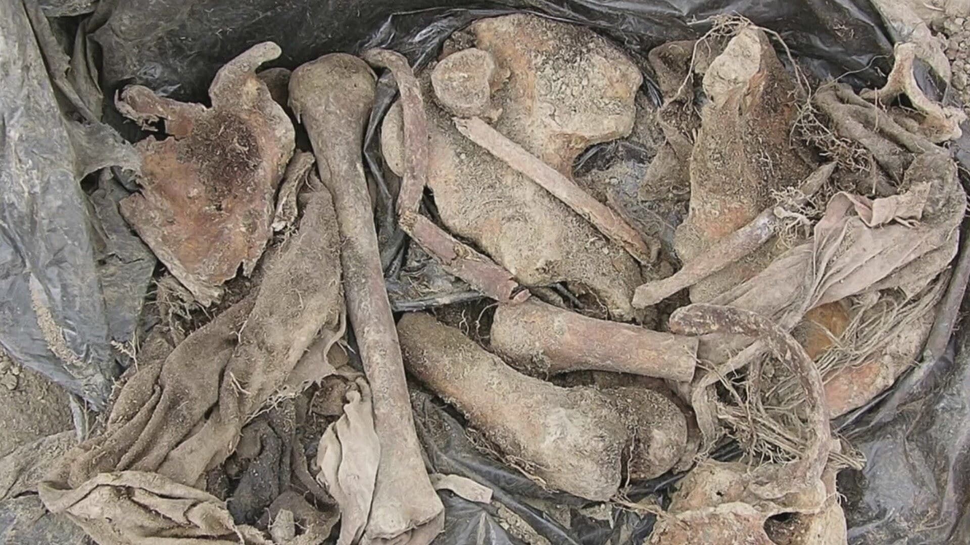 Buried in the Backyard background