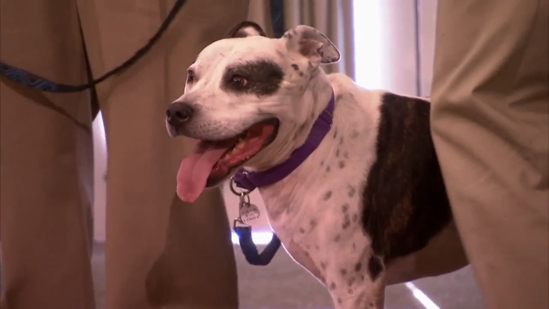 Pit Bulls and Parolees background