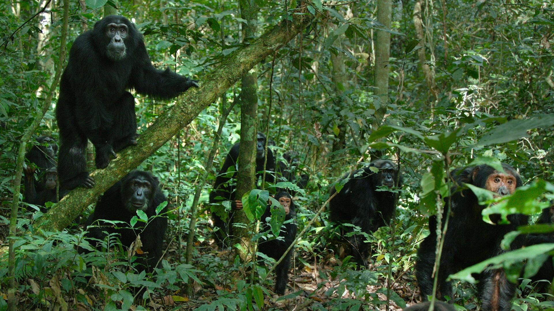 Chimp Empire background