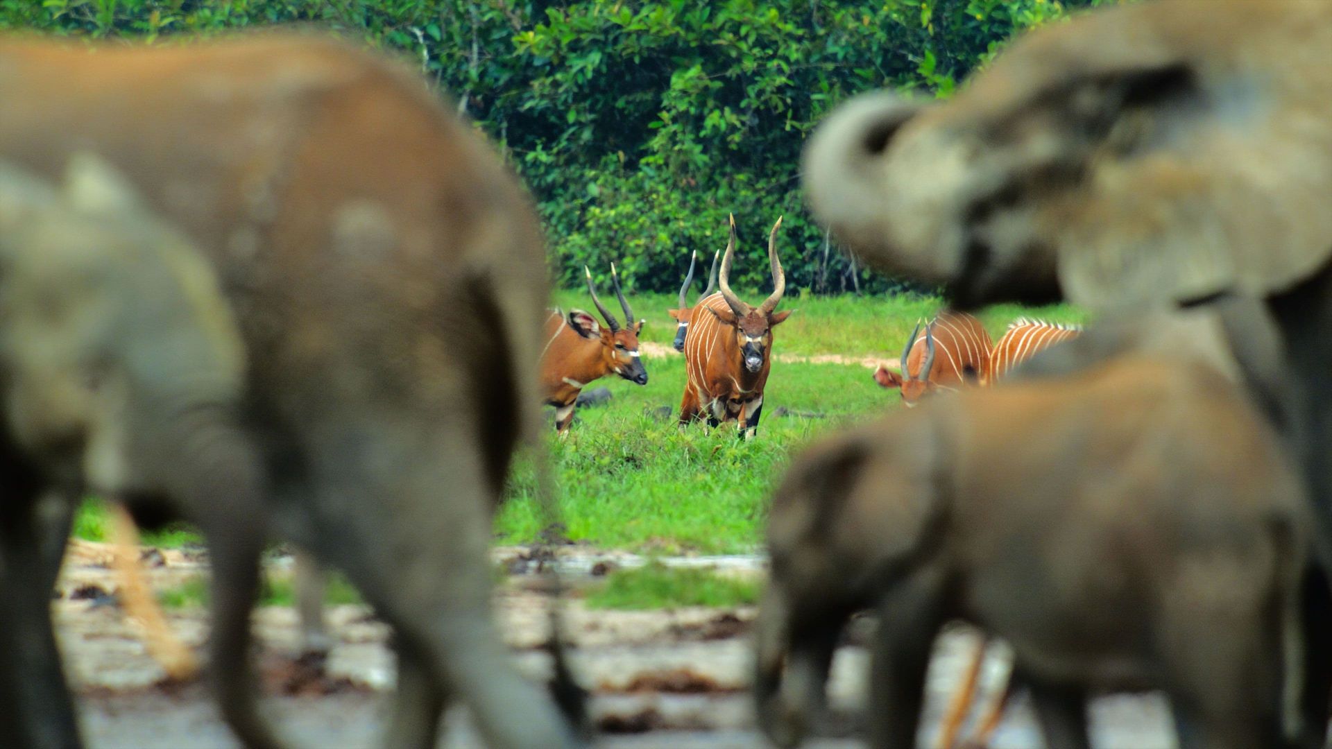 Animals Up Close with Bertie Gregory background