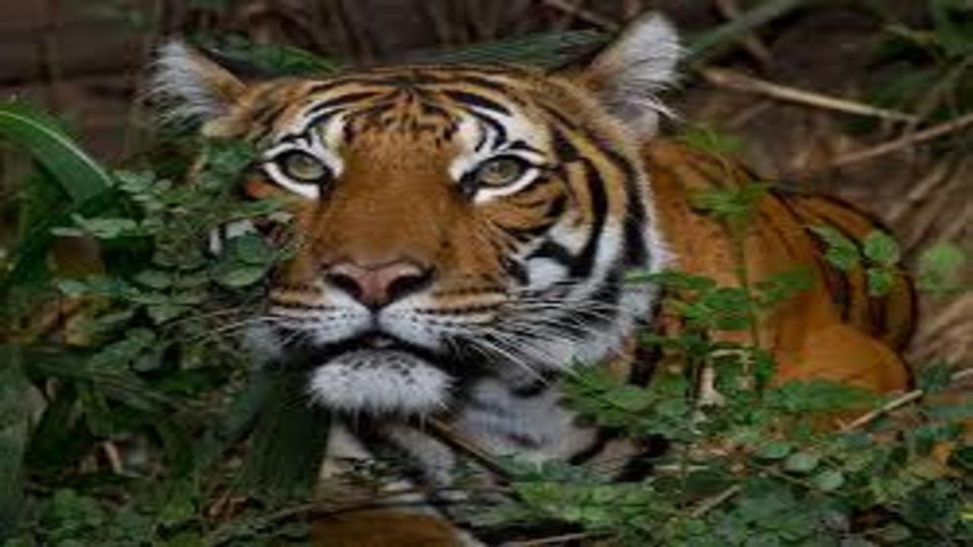 The Zoo: San Diego background