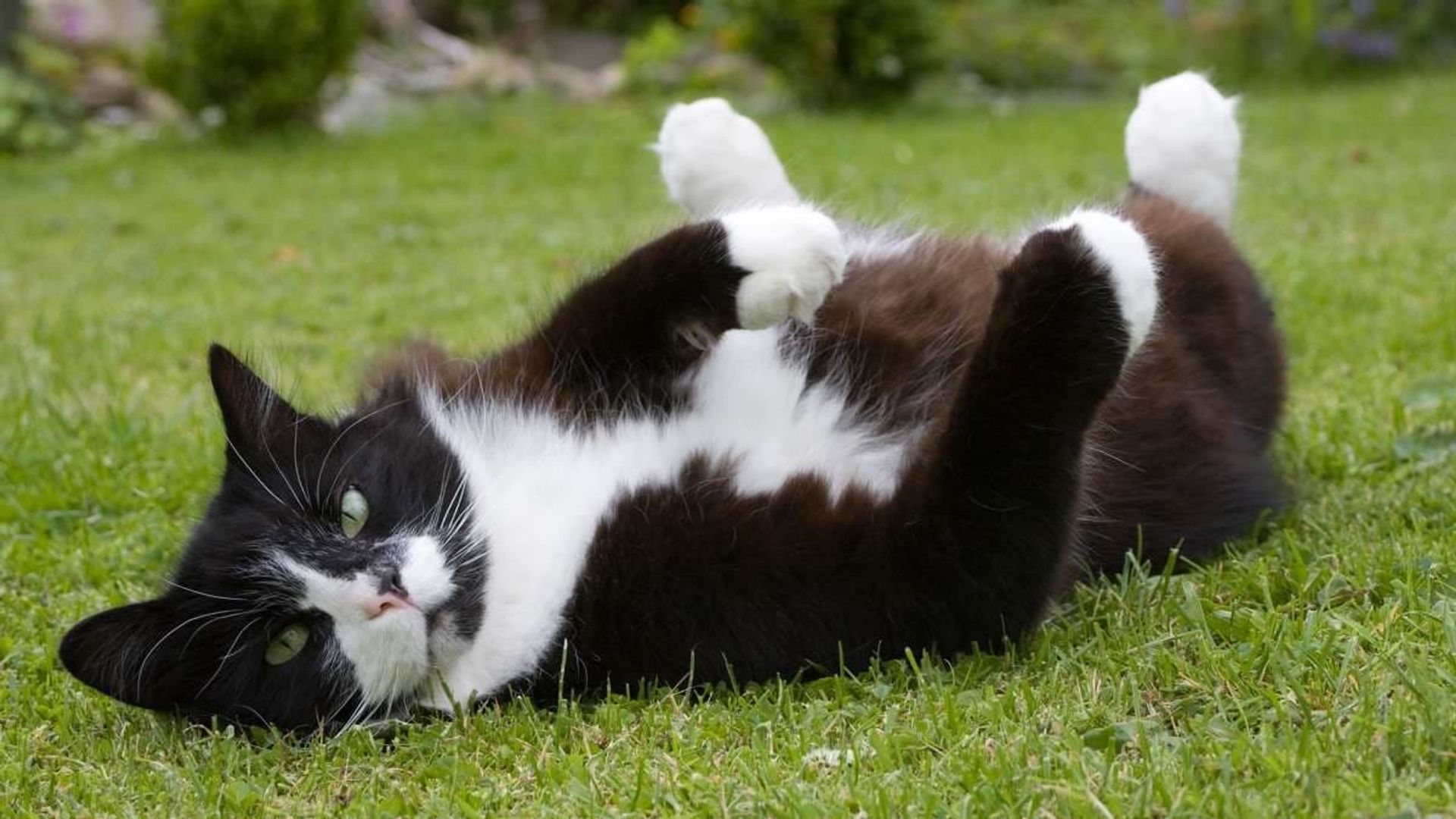 Cats of Claw Hill background