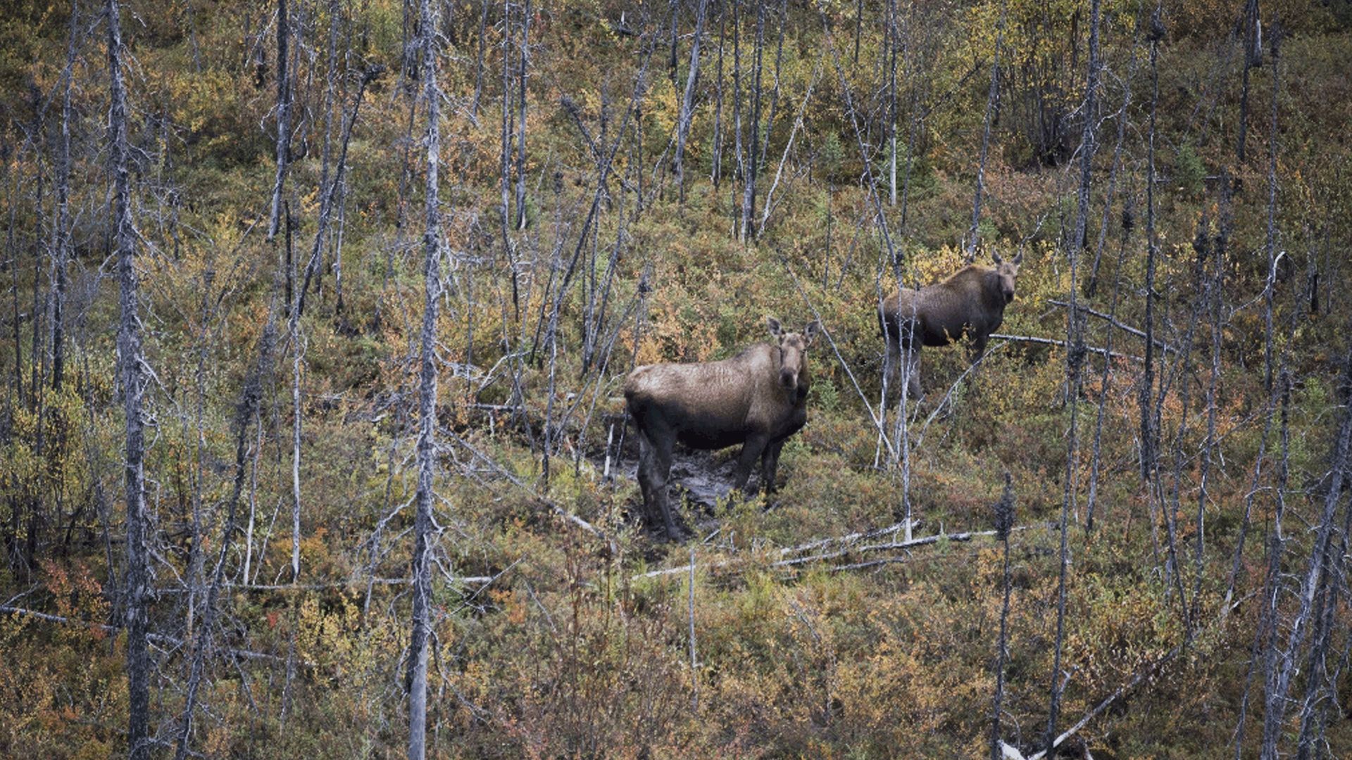 Alaska's Grizzly Gauntlet background