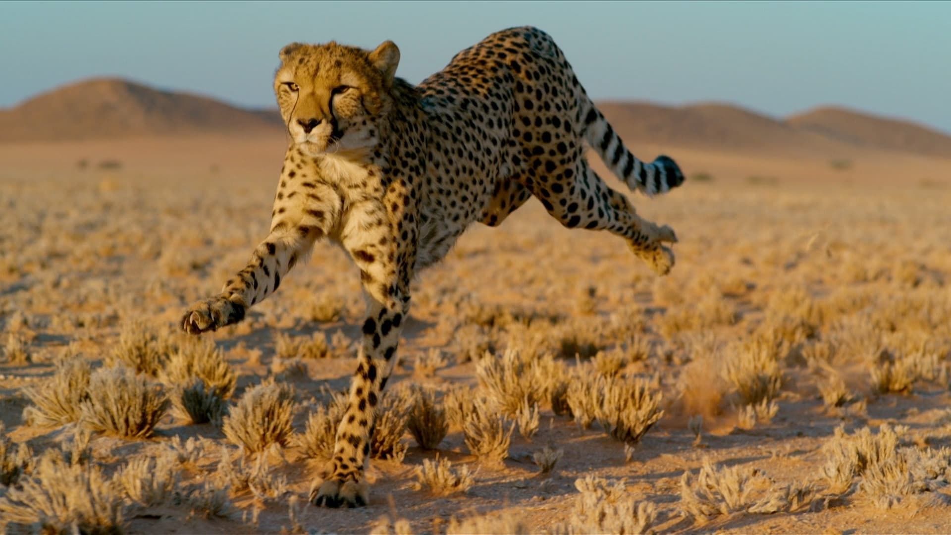 Big Cats background