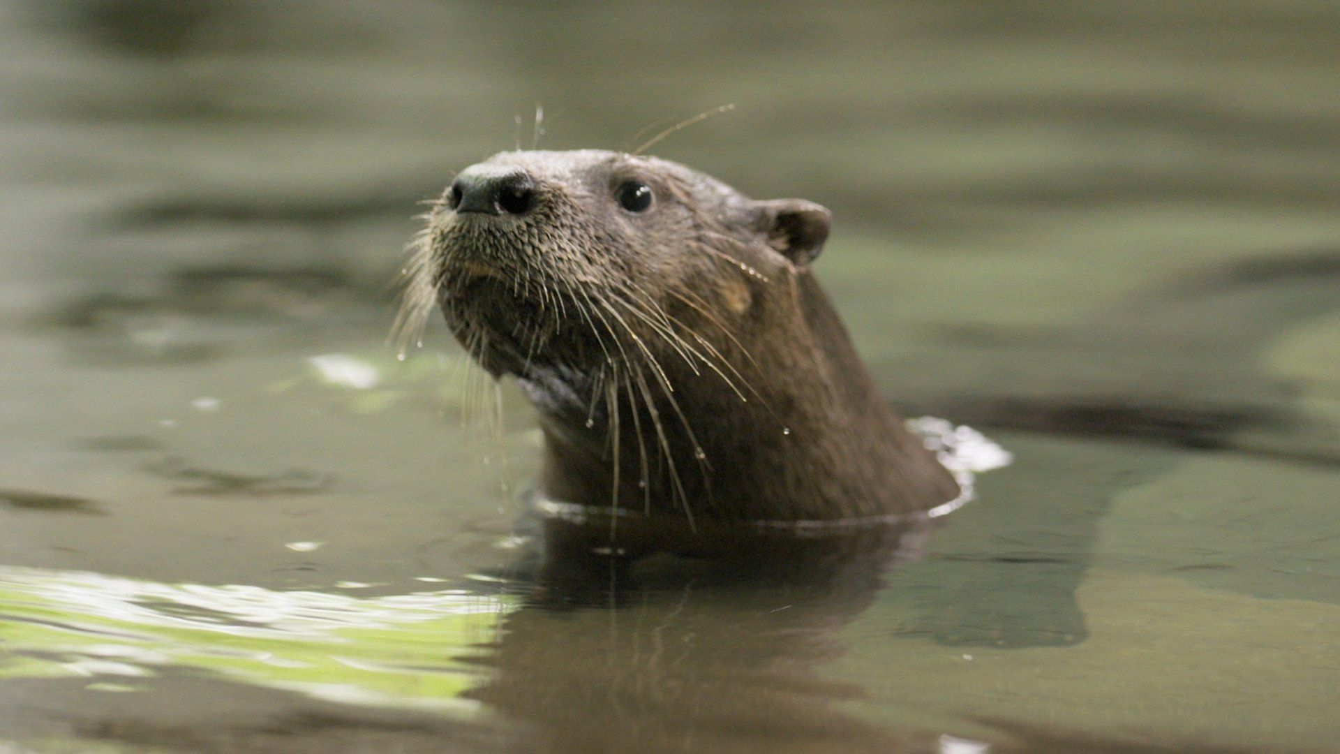 Secrets of the Zoo: North Carolina background